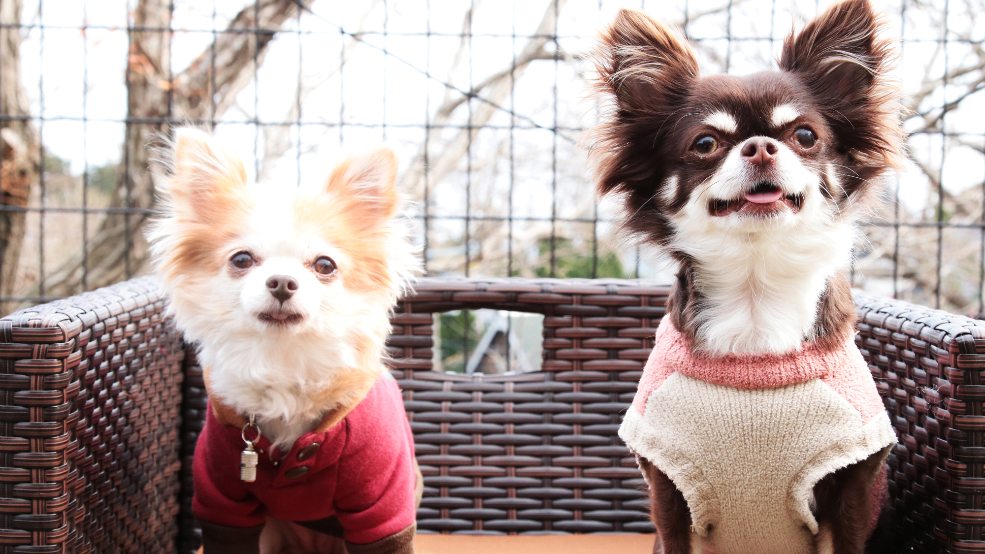【看板犬】トメと雫です♪*