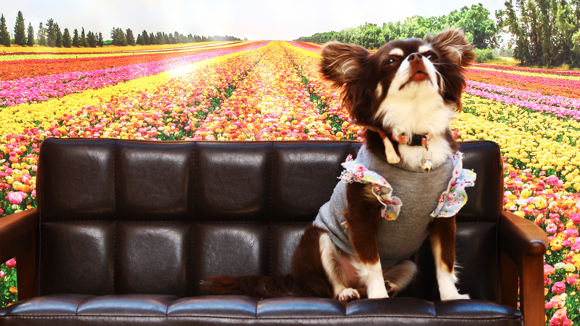 【玄関・ロビー】ワンちゃんの撮影スポット♪かわいく撮ってあげて下さい*