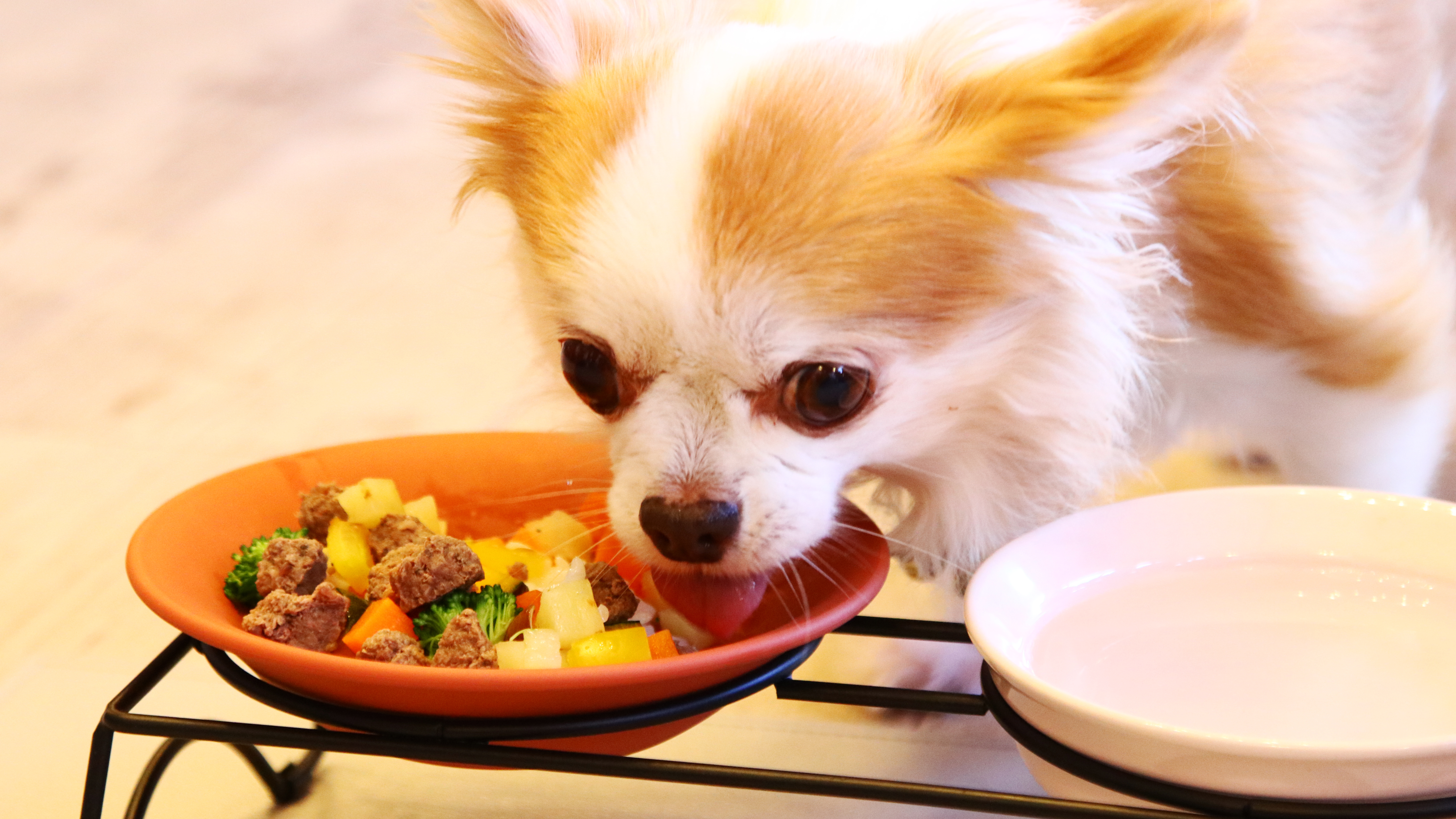 【ワンちゃんごはん】事前予約で承ります*