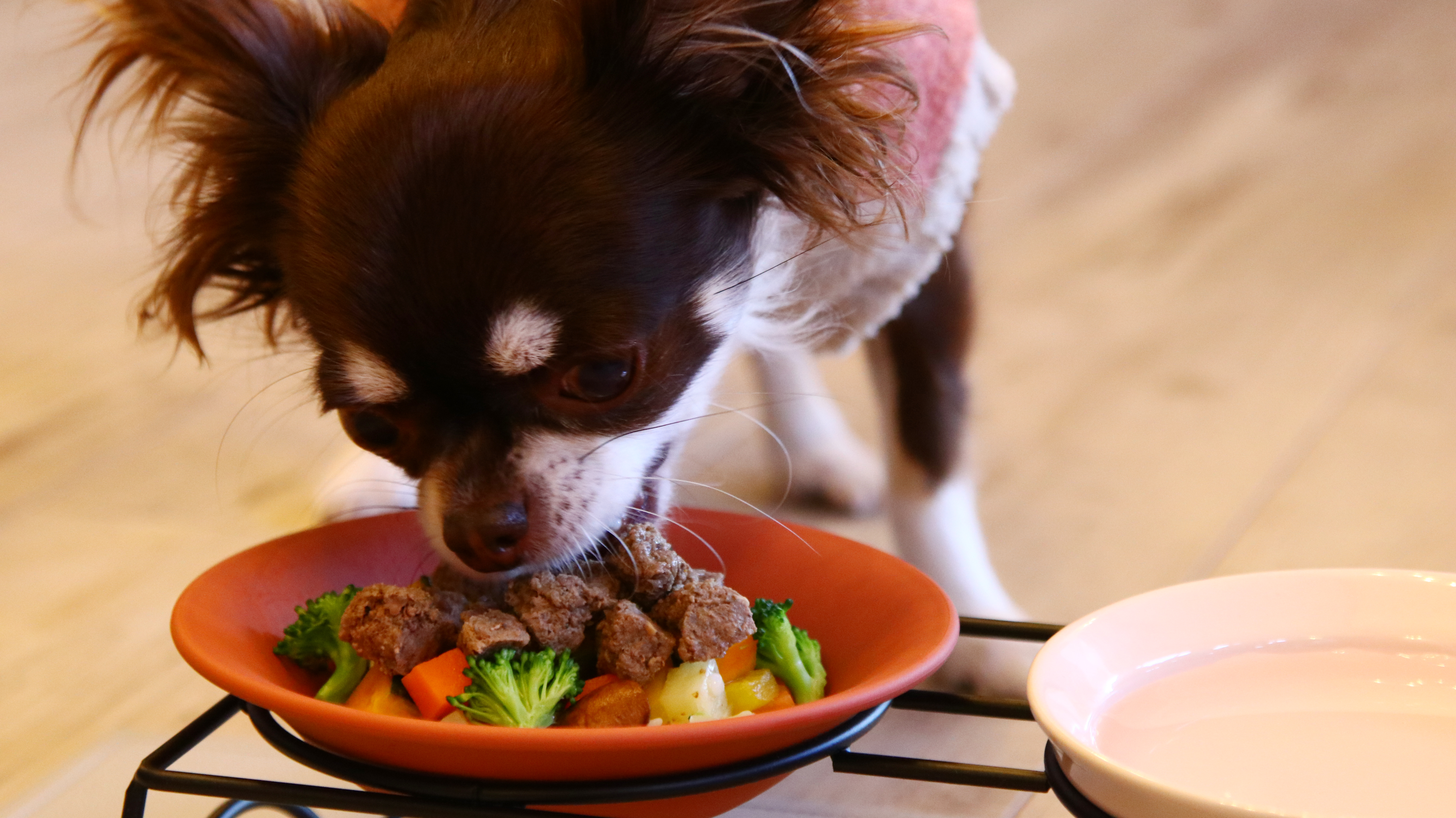 【ワンちゃんごはん】パクパク食べてくれます*