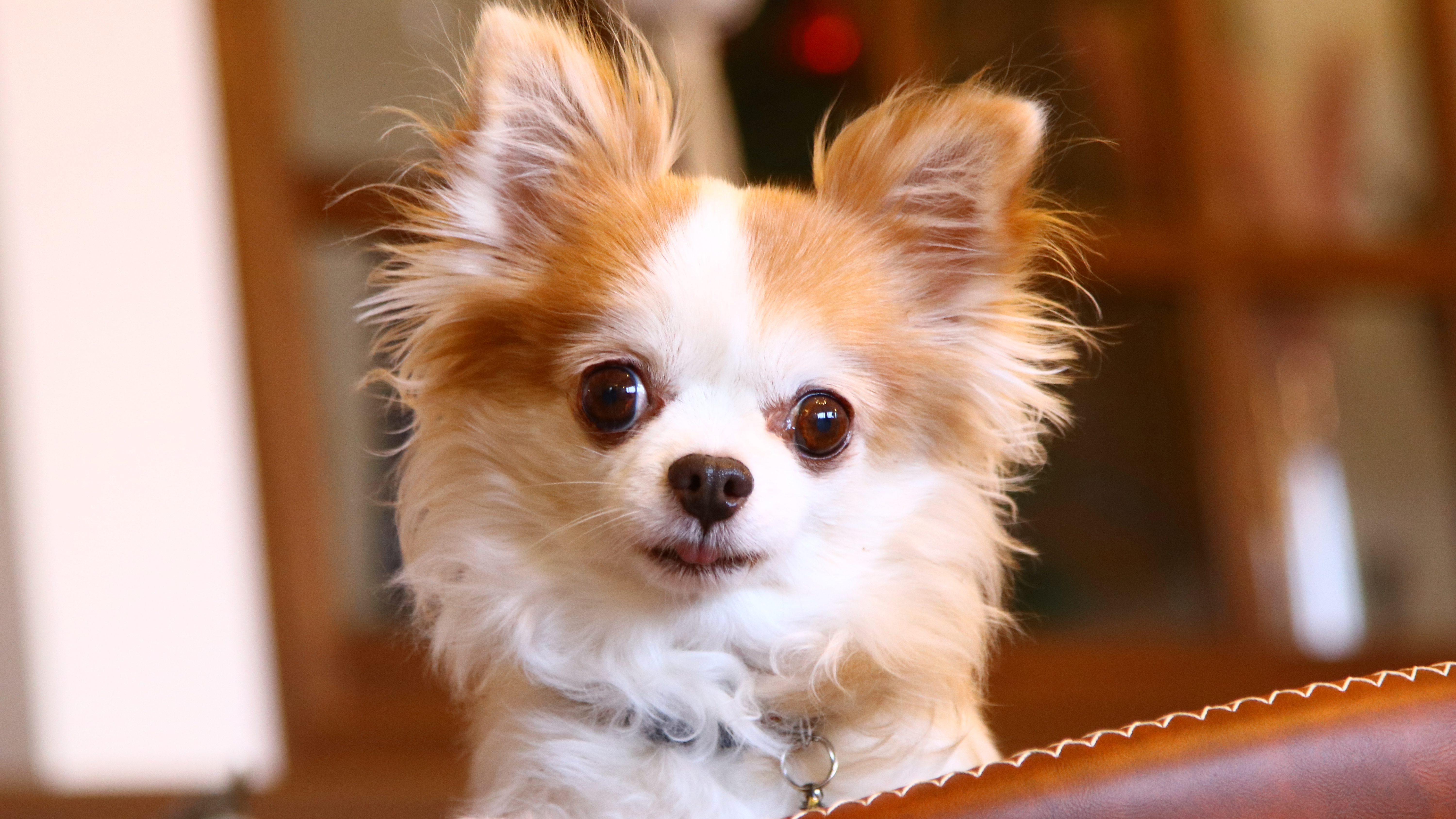 【愛犬と一緒♪】小型～15キロまでのワンちゃん*