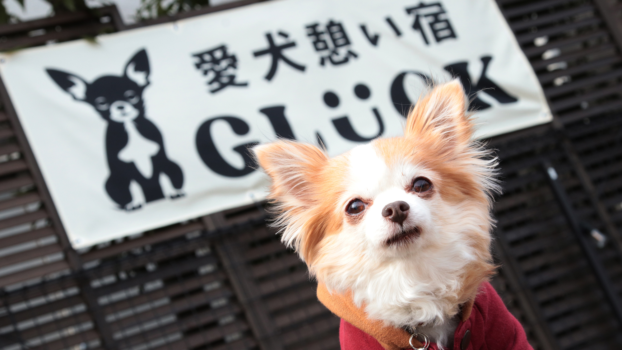 【ドッグラン】撮影スポットを探すのも楽しみ♪*