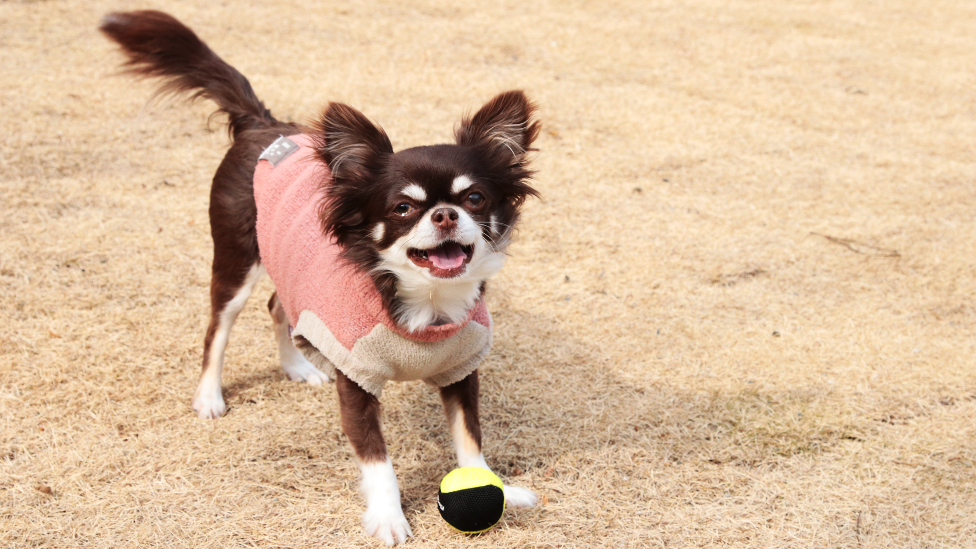 【ドッグラン】小型犬も優しい天然芝です*