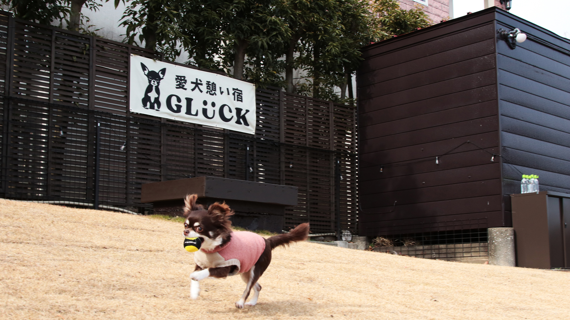 【ドッグラン】小さなワンちゃんも元気に走り周ります*