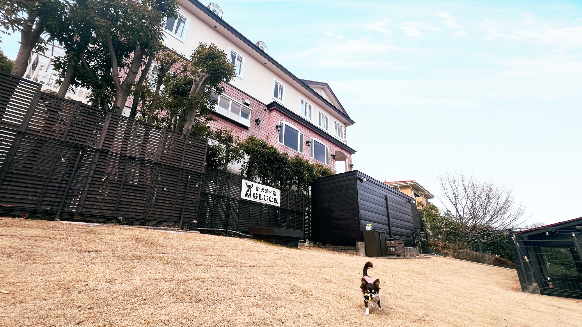 【ドッグラン】天然芝のドッグラン*