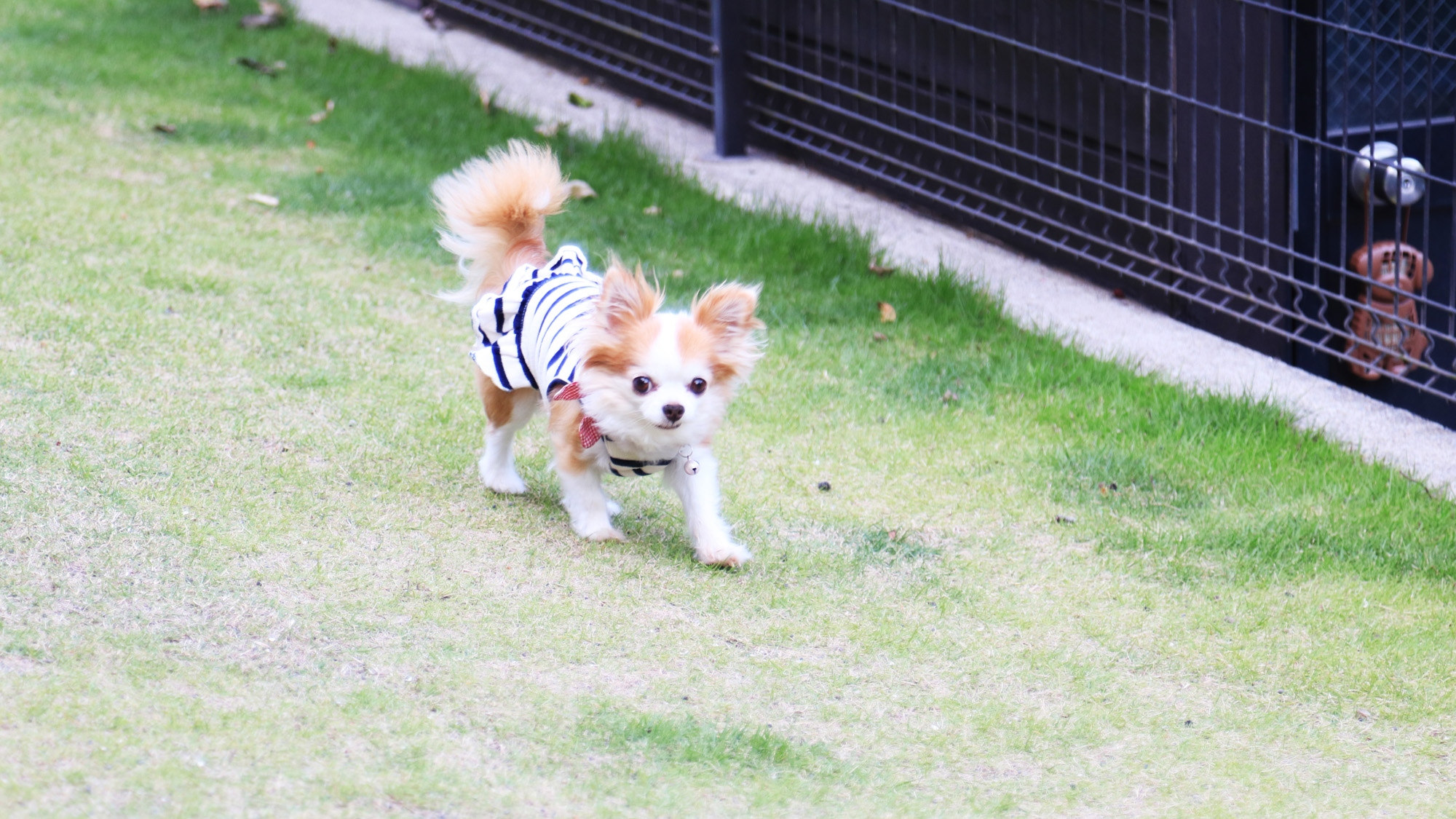 【ドッグラン】小型犬～大型犬までのびのび遊べます*