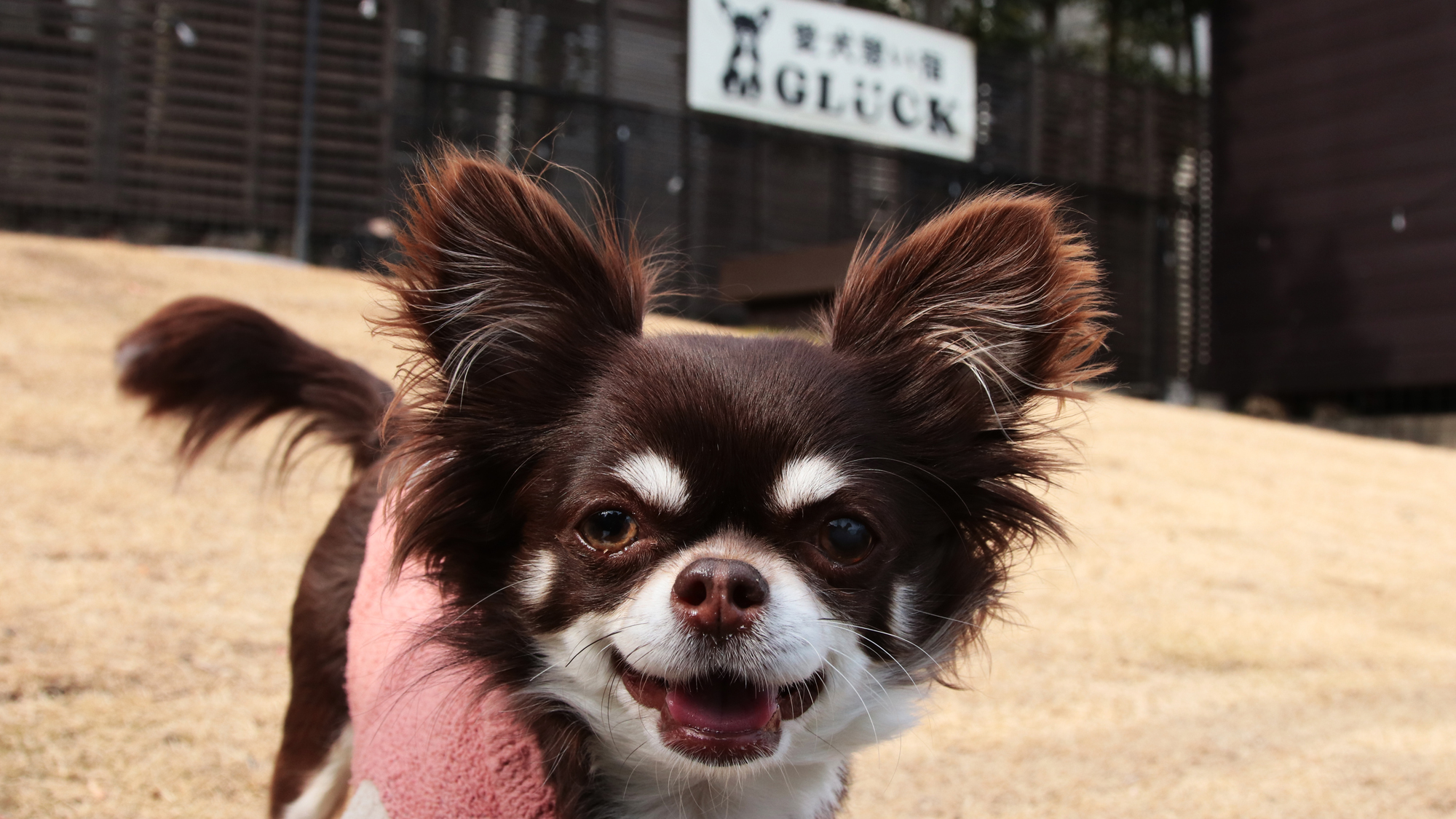 【ドッグラン】小型～15キロまでの中型犬受入しています！*