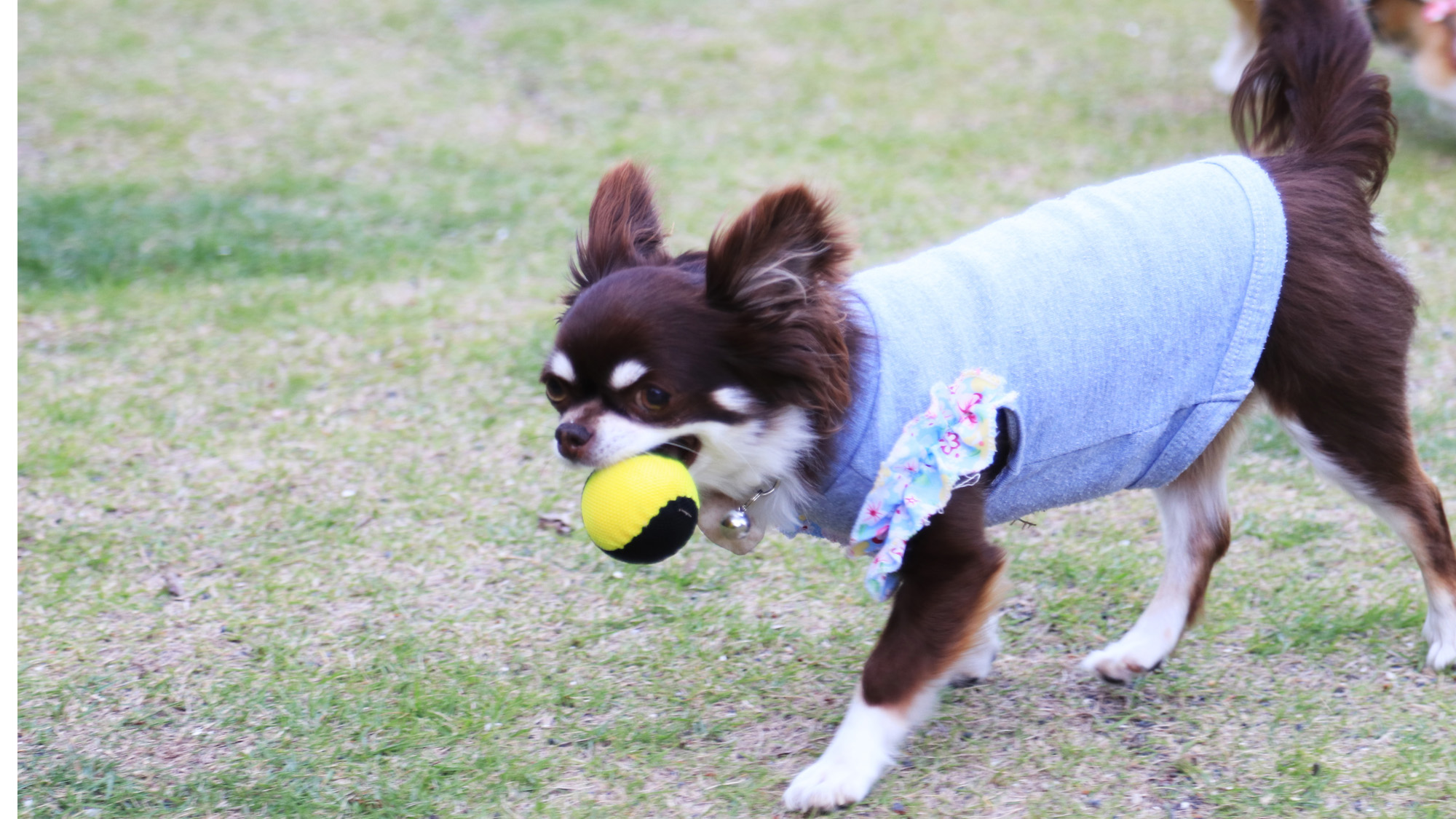 【ドッグラン】小型犬～大型犬までのびのび遊べます*