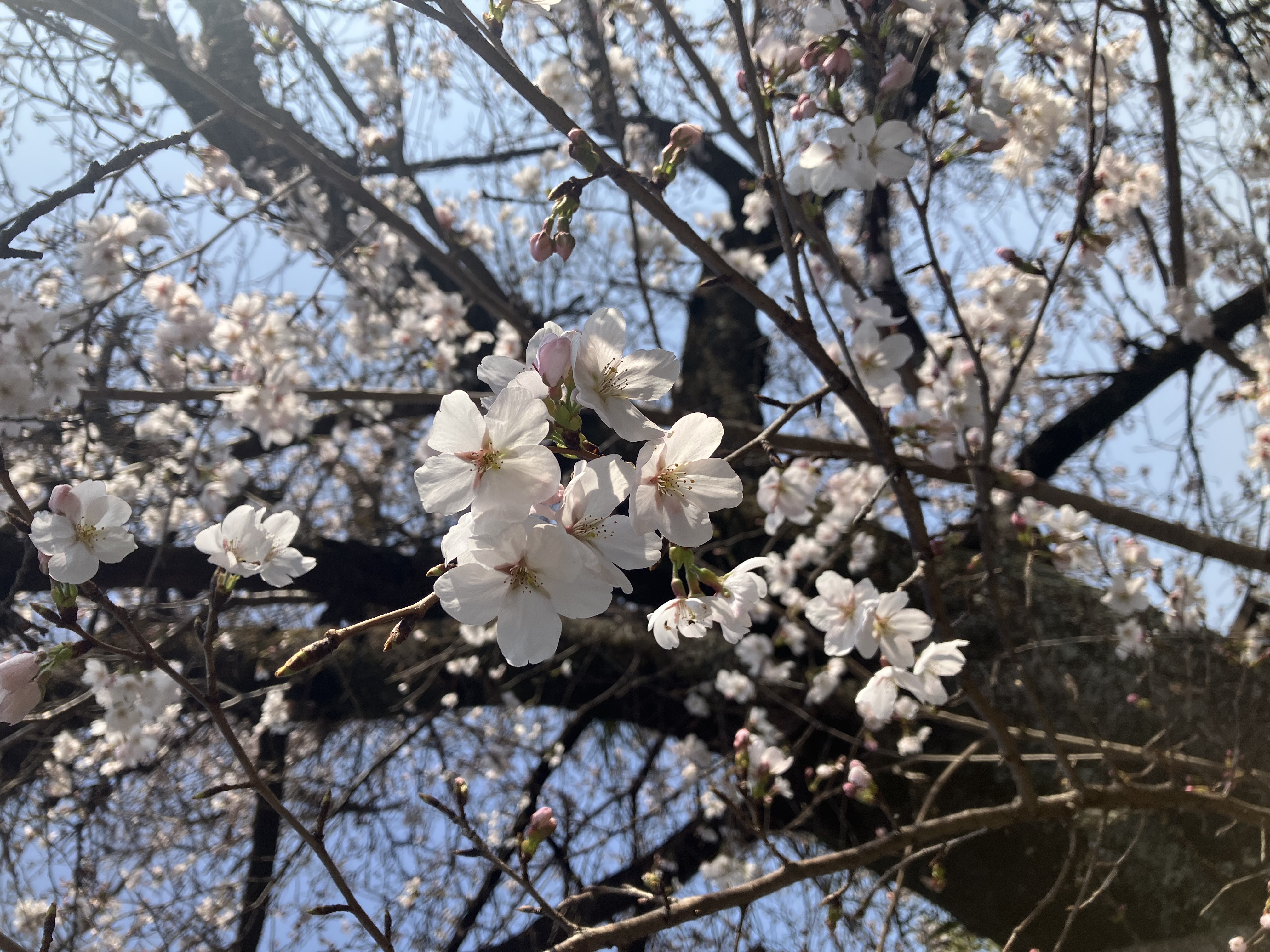  桜が、春の景色をやさしく彩っています。