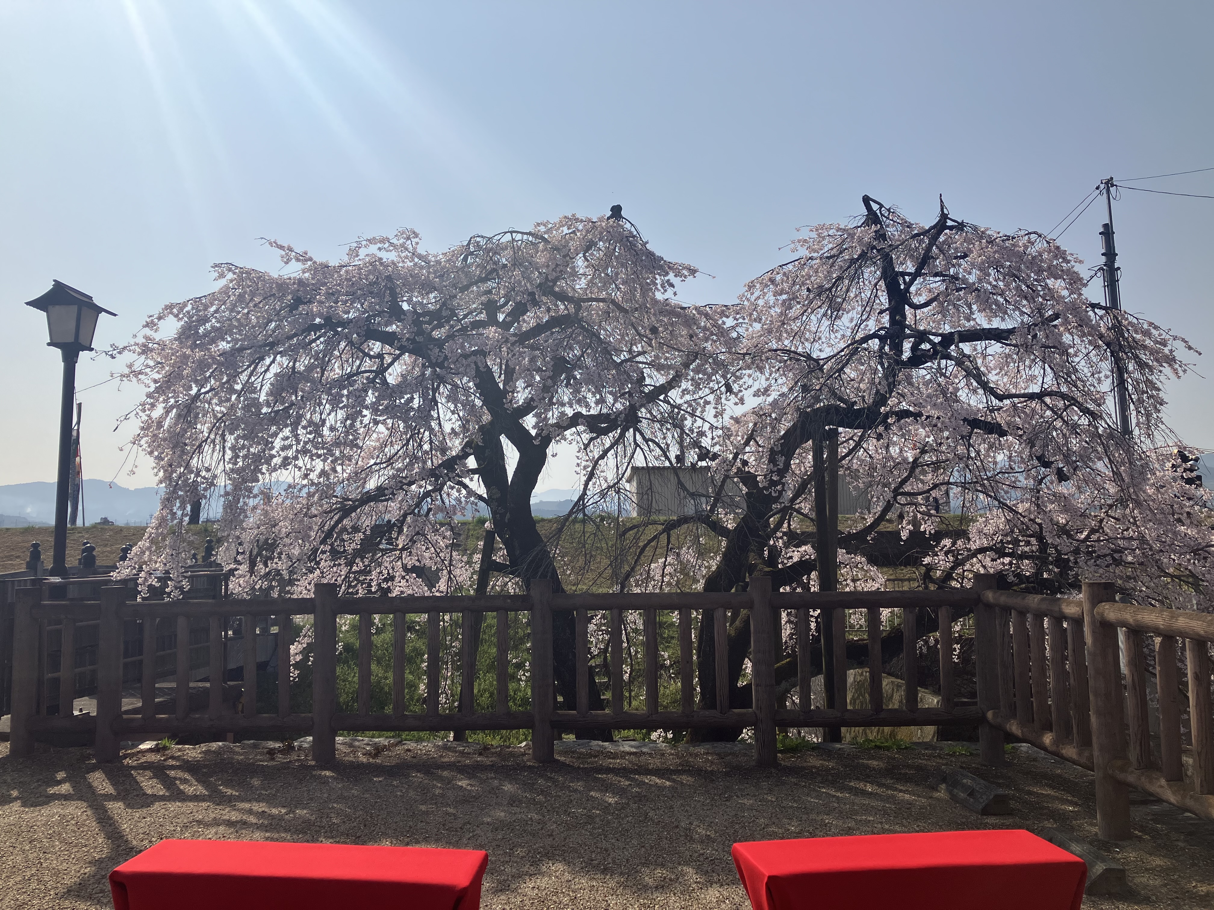 桜の景色を眺めながら、ベンチでお菓子やドリンクをゆったり楽しんでみてはいかがでしょうか。  