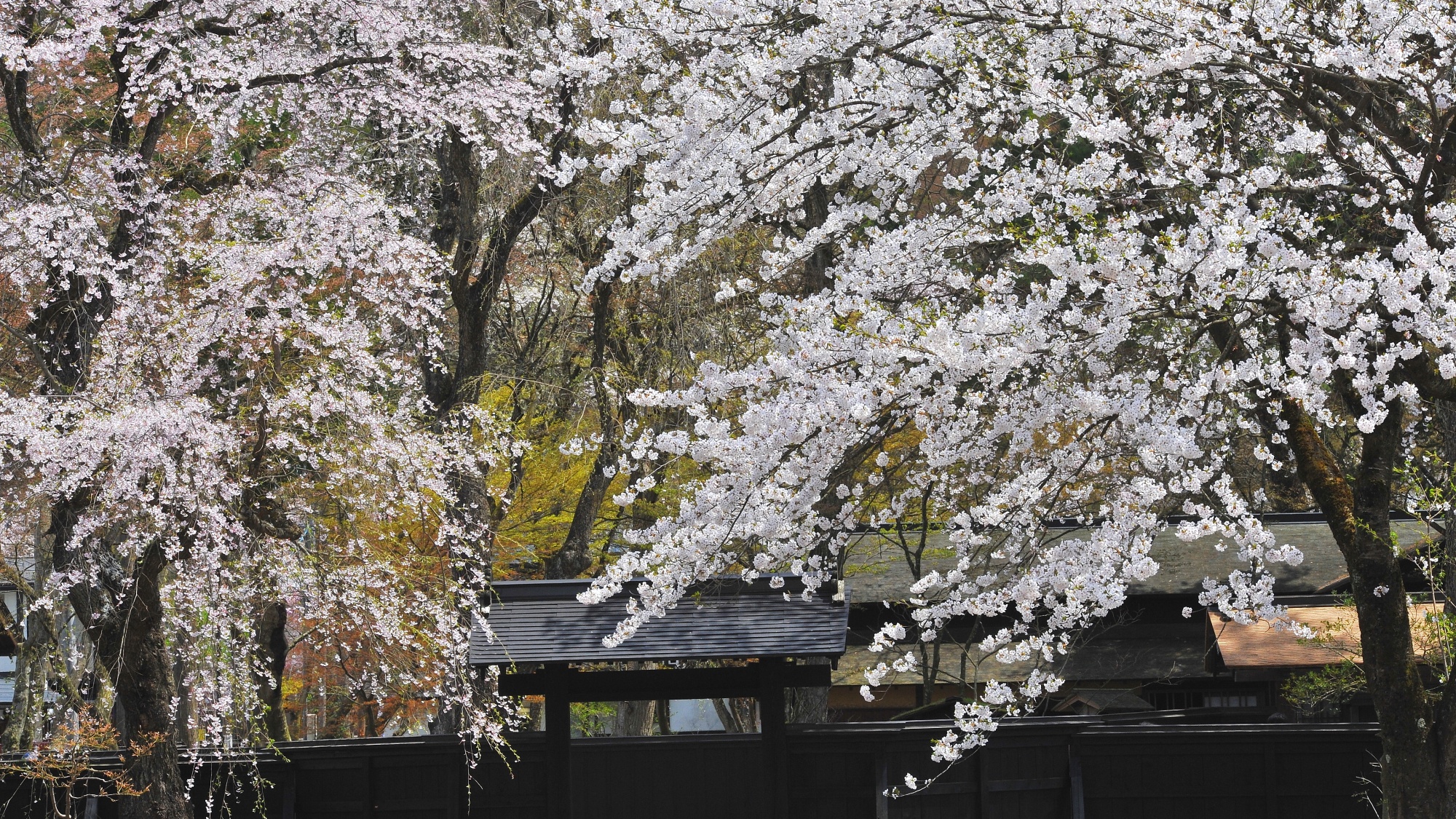 ■周辺観光｜角館武家屋敷の桜