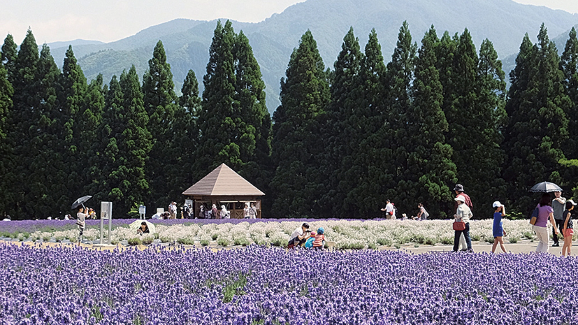 ■周辺観光｜約2万株のラベンダーが魅力の美郷町ラベンダー園