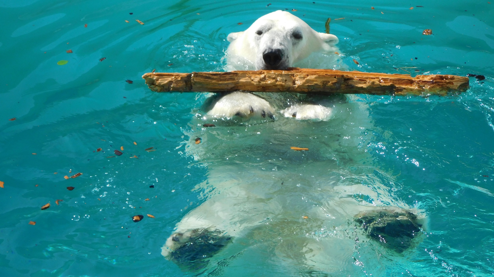 ■周辺観光｜男鹿水族館GAOの人気者！ホッキョクグマ