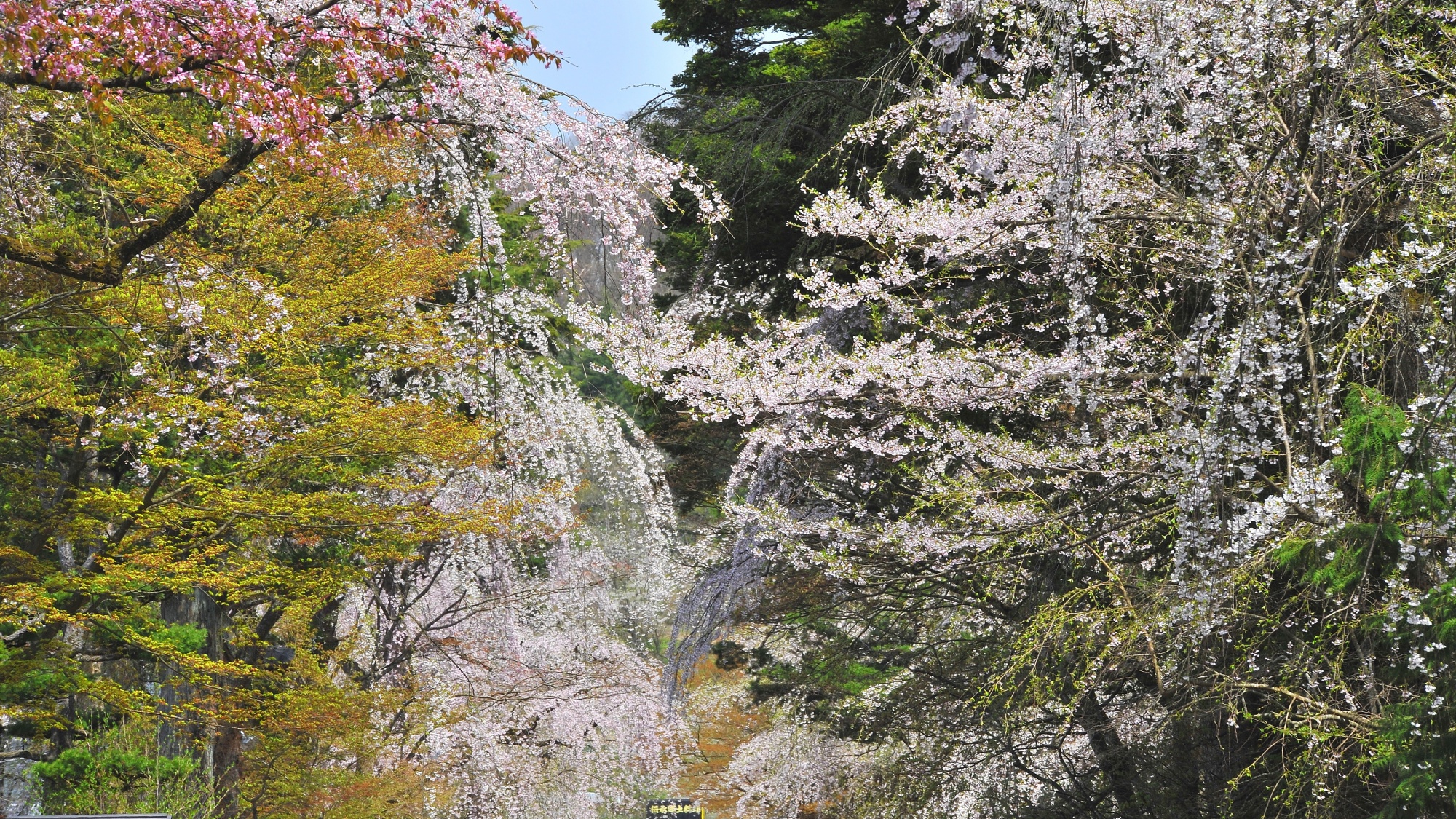 ■周辺観光｜角館武家屋敷の桜