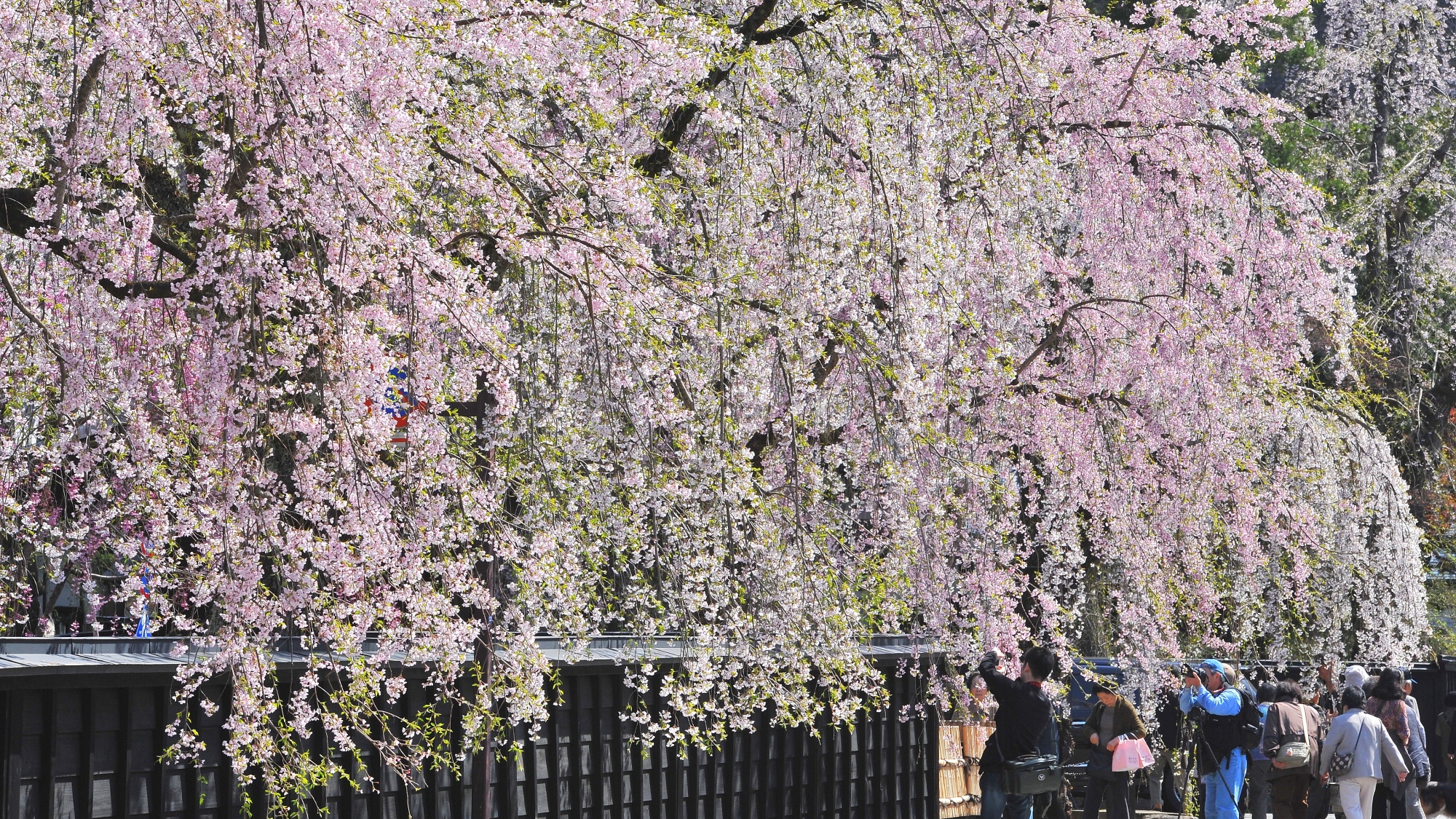 ■周辺観光｜春には角館武家屋敷の桜が咲き誇ります