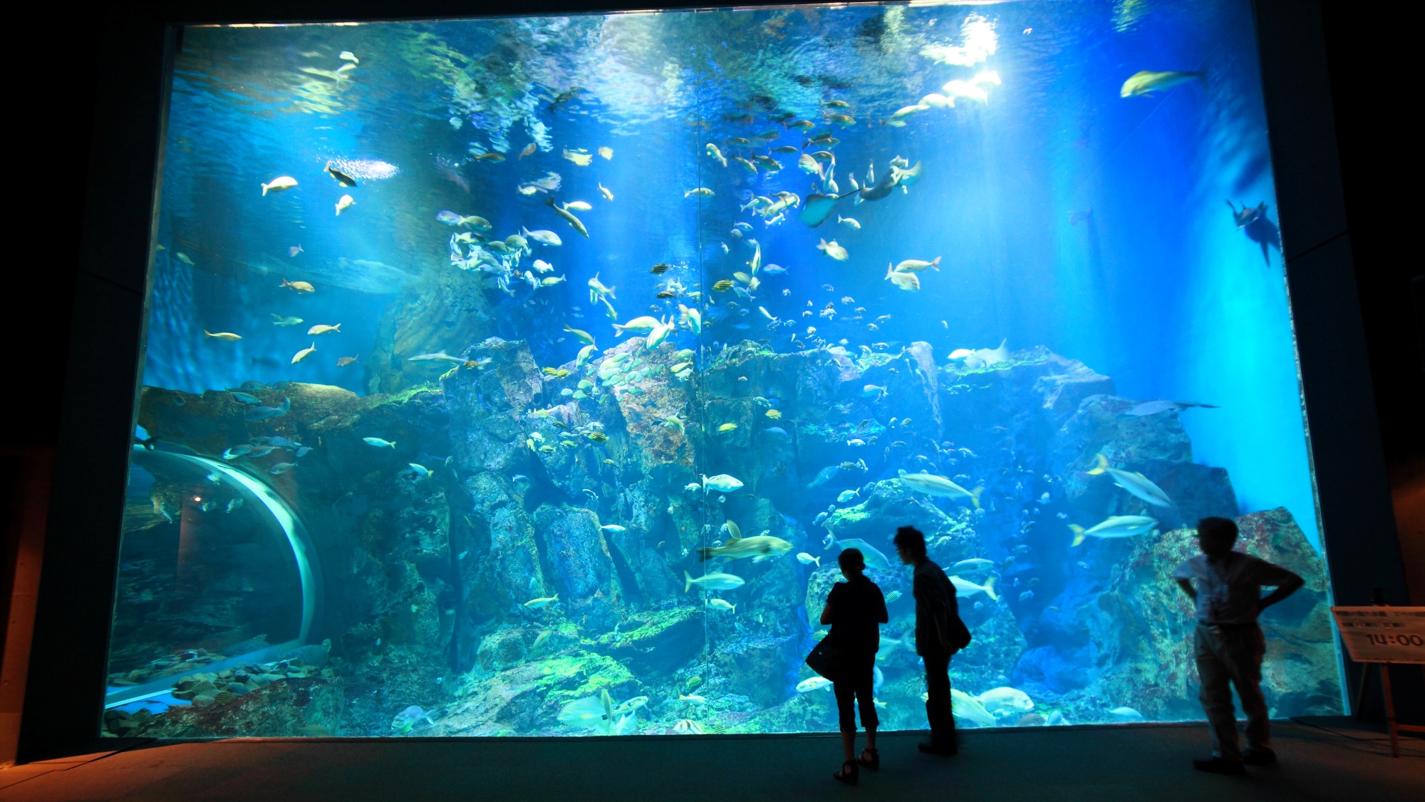■周辺観光｜男鹿水族館GAOの大水槽は迫力満点