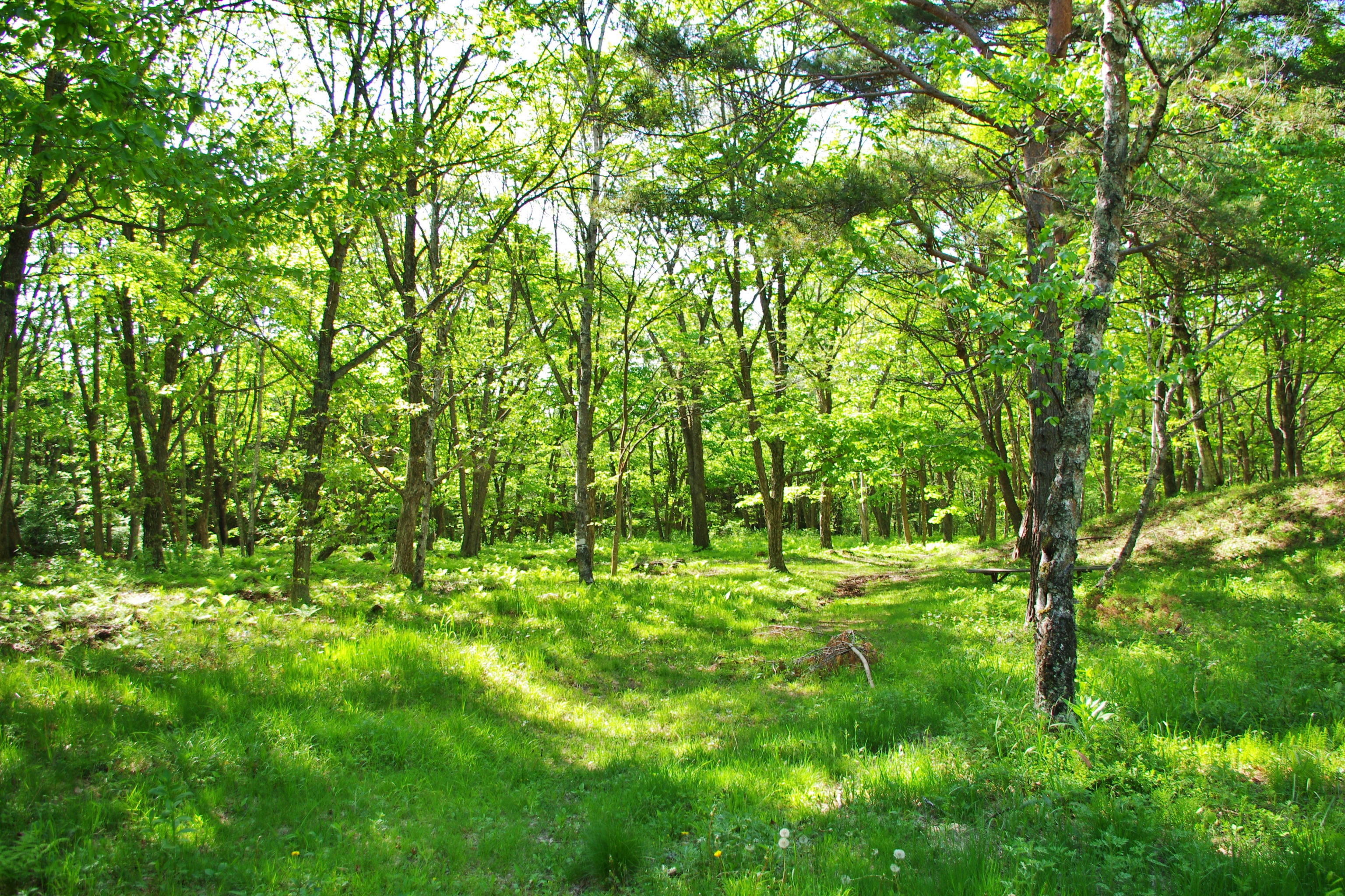 裏庭エリアは野菜ジュースのテレビコマーシャルや外車メーカーなどの広告撮影にも使われた好ロケーションです！