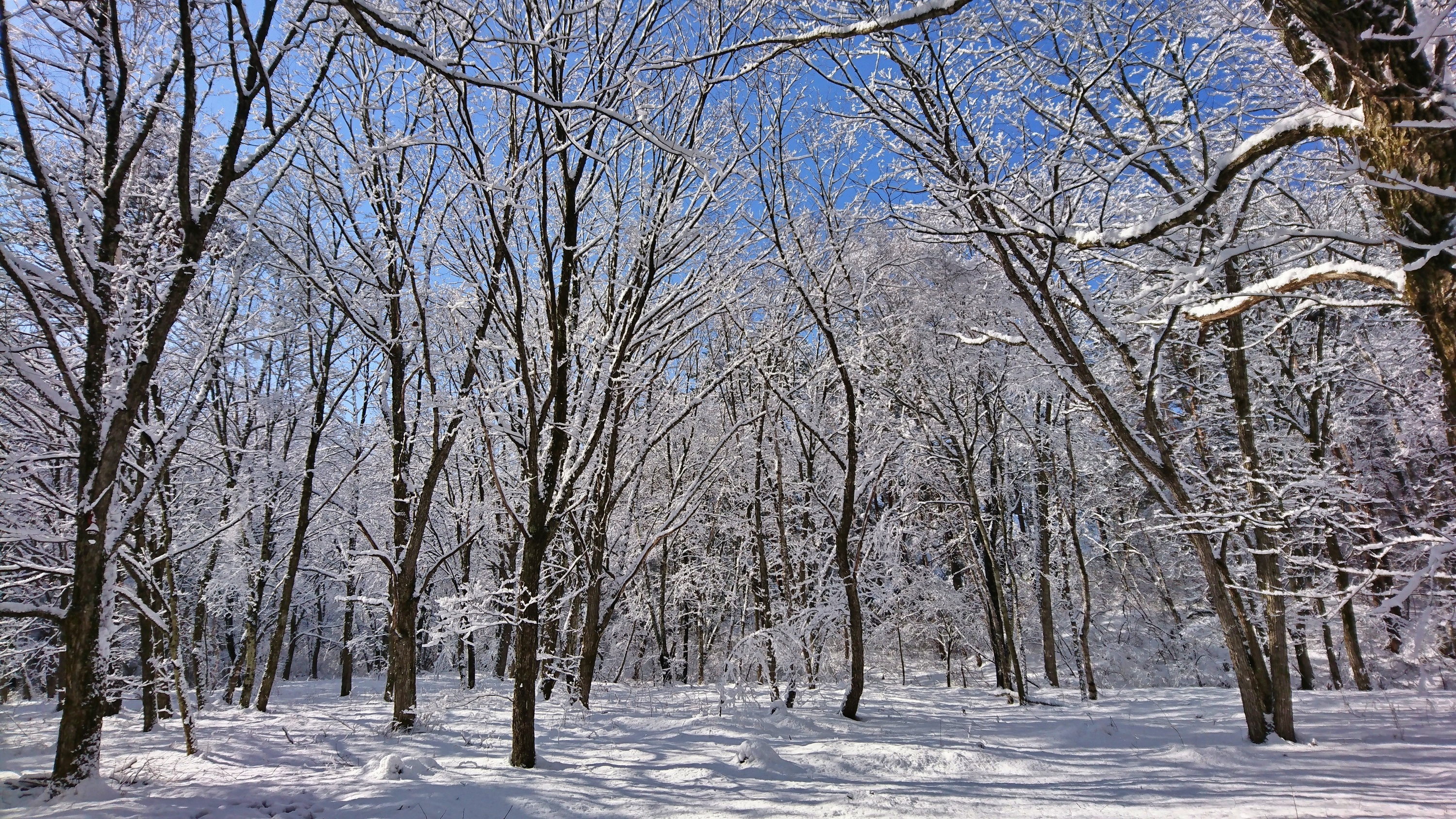 裏庭エリア　雪景色