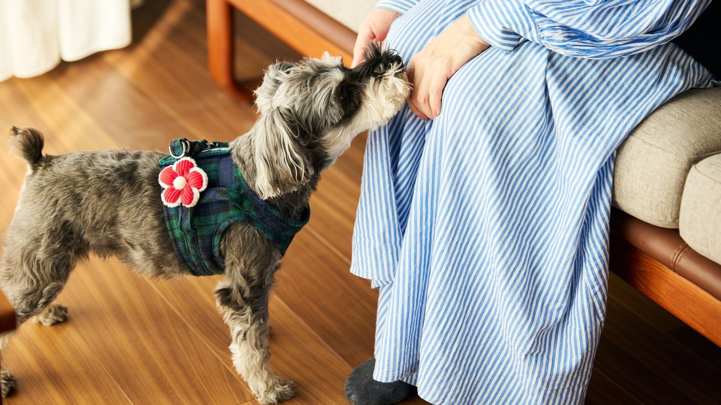 Dog Friendly Cottage（愛犬可）