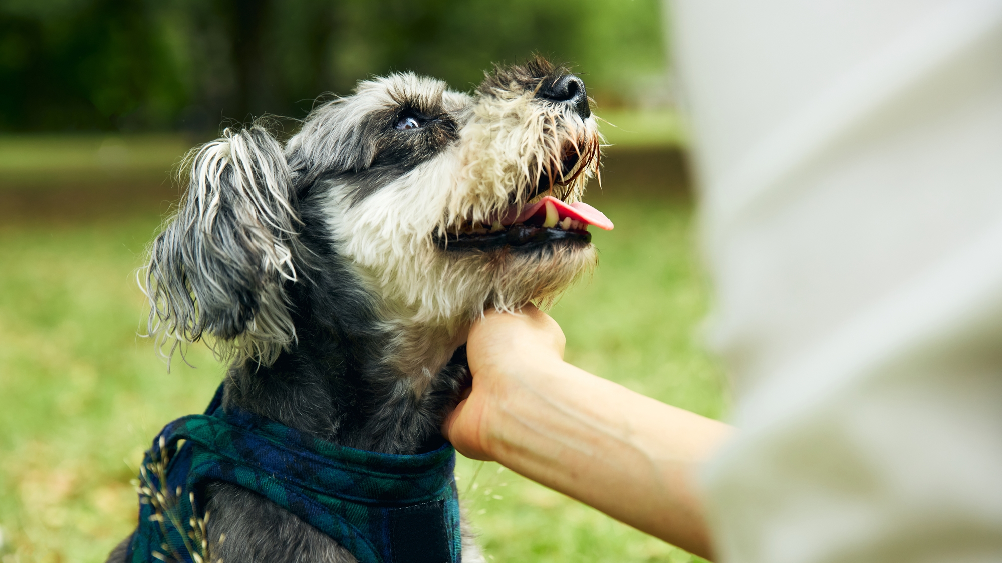 [DOG PARK]広々としたドッグランで、愛犬と自由に過ごすひとときをお楽しみください。