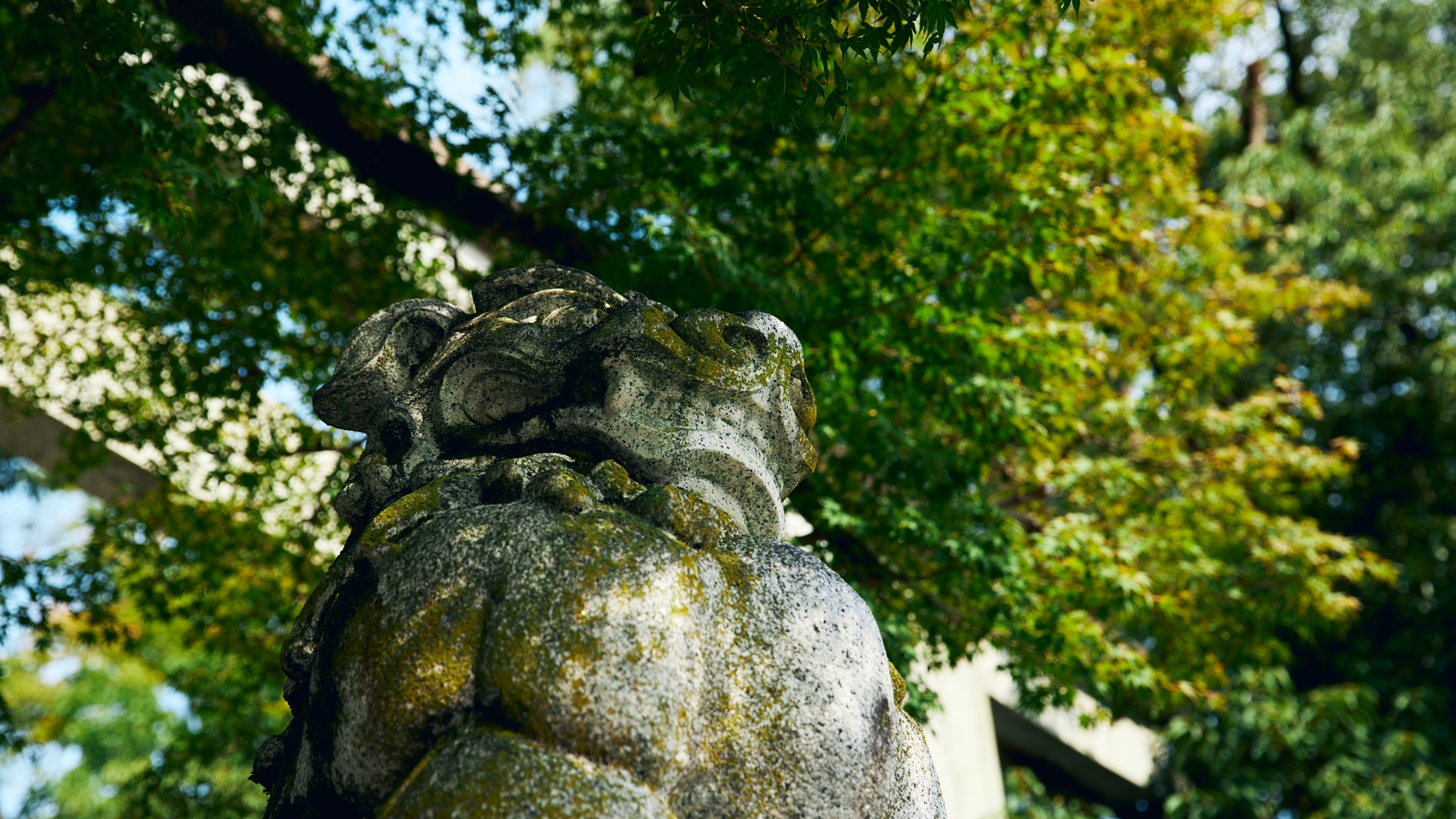 [周辺/秩父神社]秩父の総社として柞（ははそ）の森で信仰されております。