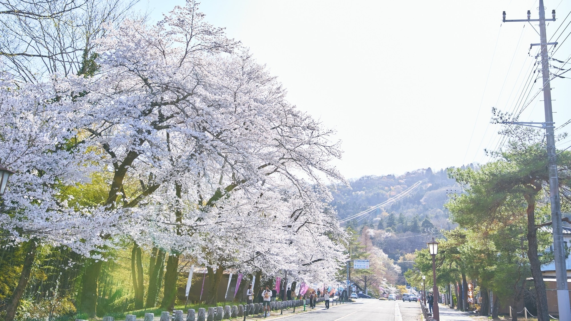 [周辺/春]国指定名勝である桜の名所に是非足をお運びください。