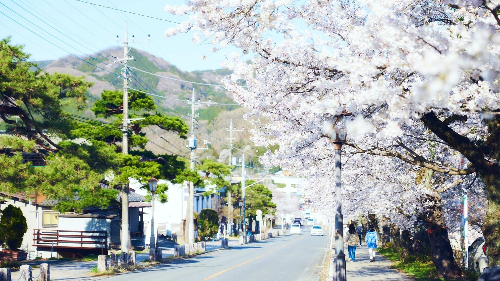[周辺/春]ソメイヨシノの並木道を散策して春の陽気をご満喫ください。