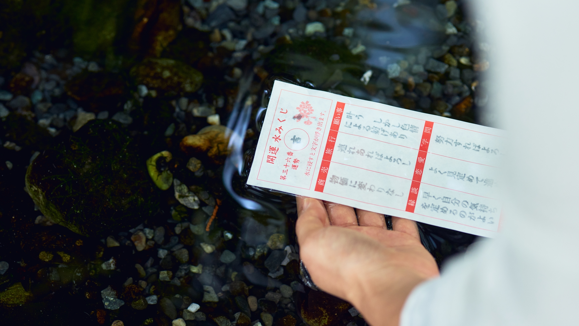 [周辺/秩父神社]水に浸すと文字が浮き出る「水みくじ」。