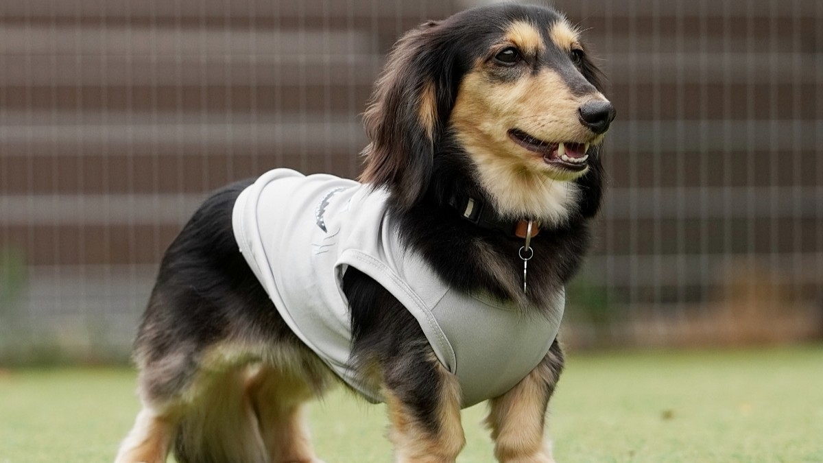 【平日月〜木限定プラン】飲み放題特典付！★ペット専用★わんこと一緒に自然満喫！≪1泊2食≫