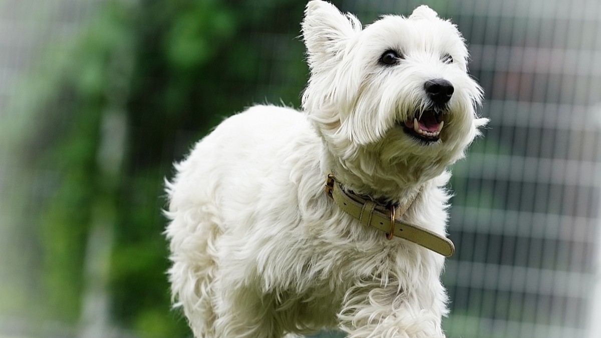 ★ペット専用★わんこと一緒に自然満喫！夕食はじっくり煮込んだシチューを召し上がれ♪≪1泊2食≫