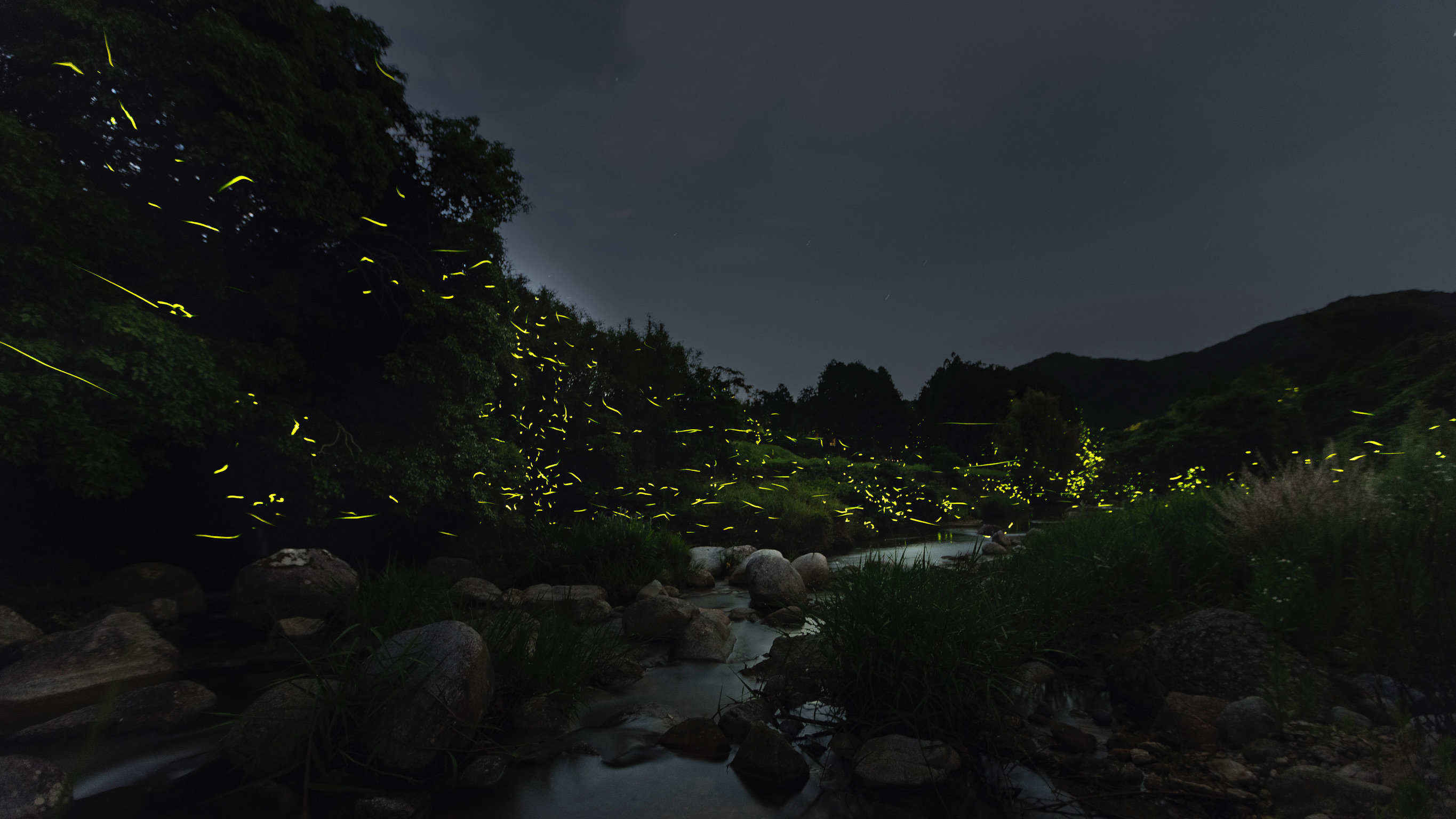 蛍（5月下旬～6月上旬）