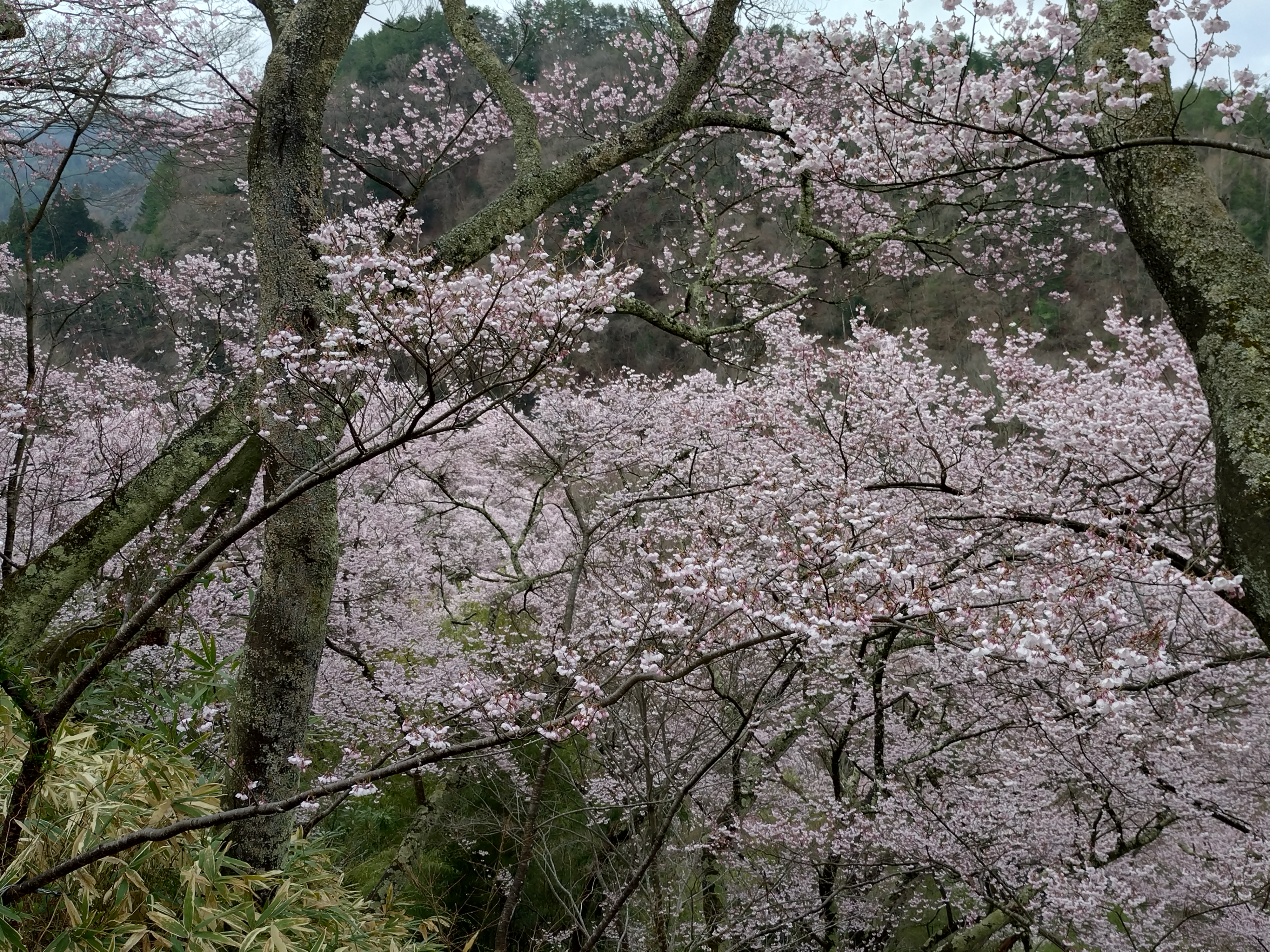 近隣　高遠城址公園