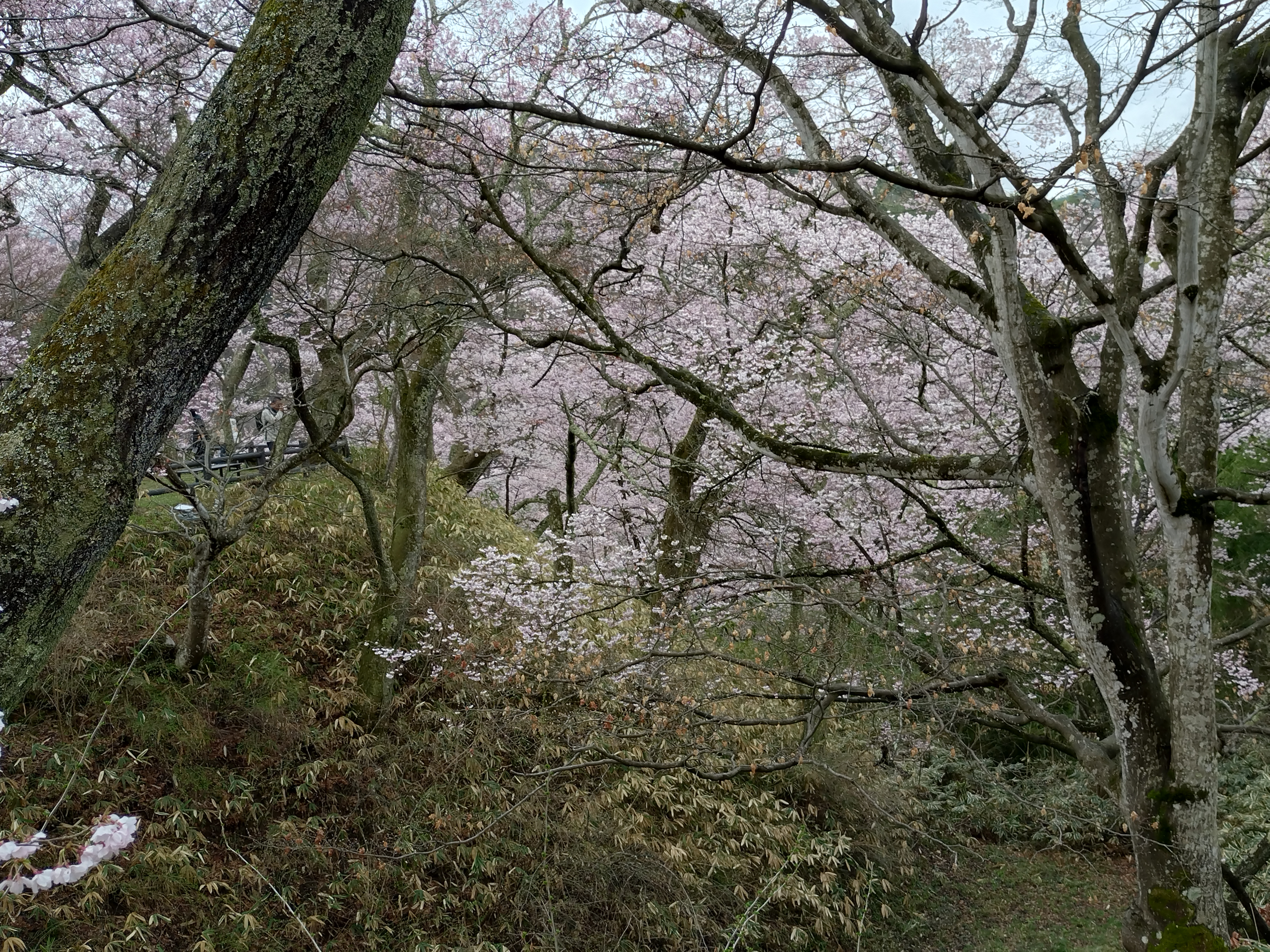 近隣　高遠城址公園