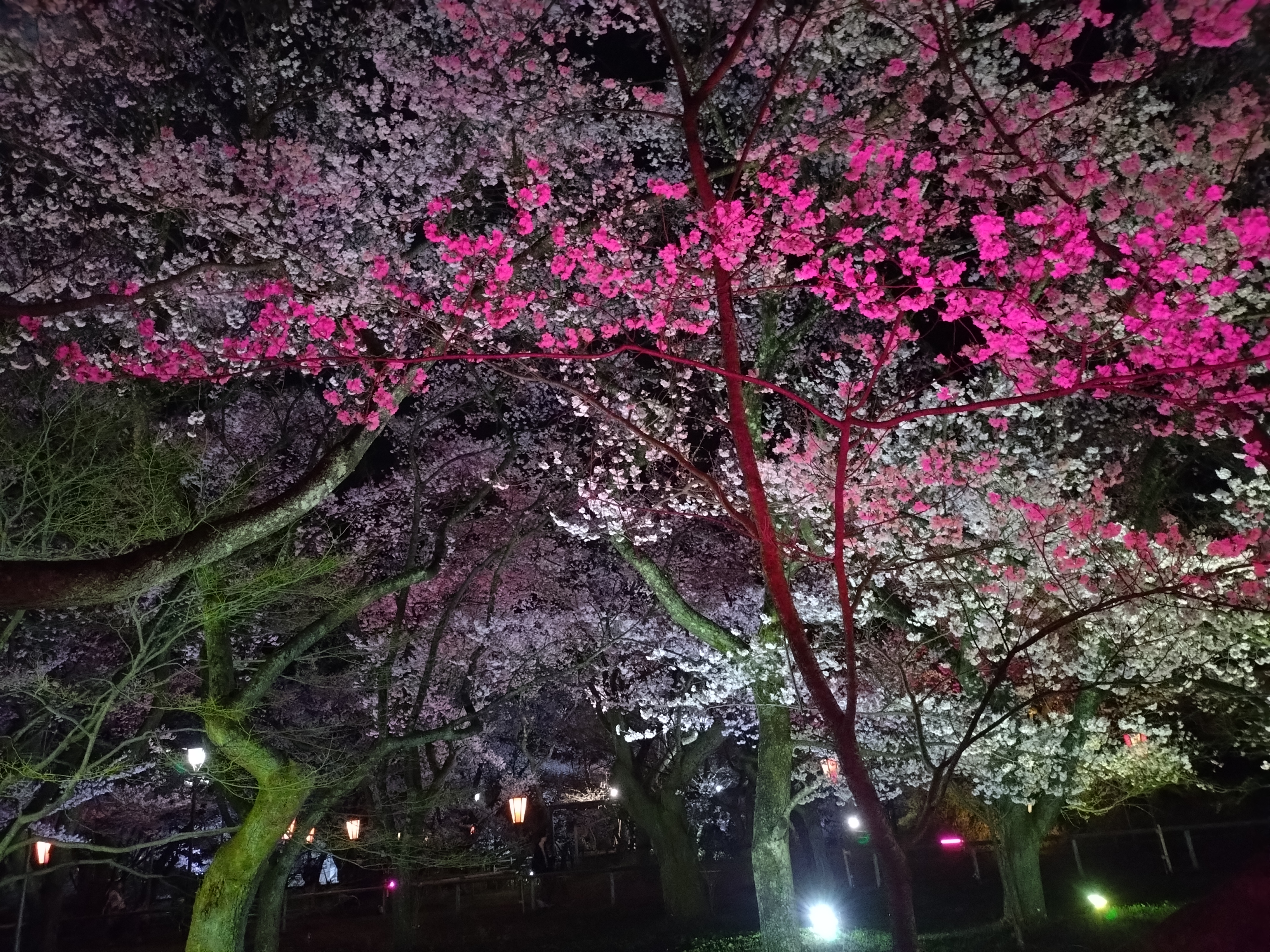 近隣　高遠城址公園