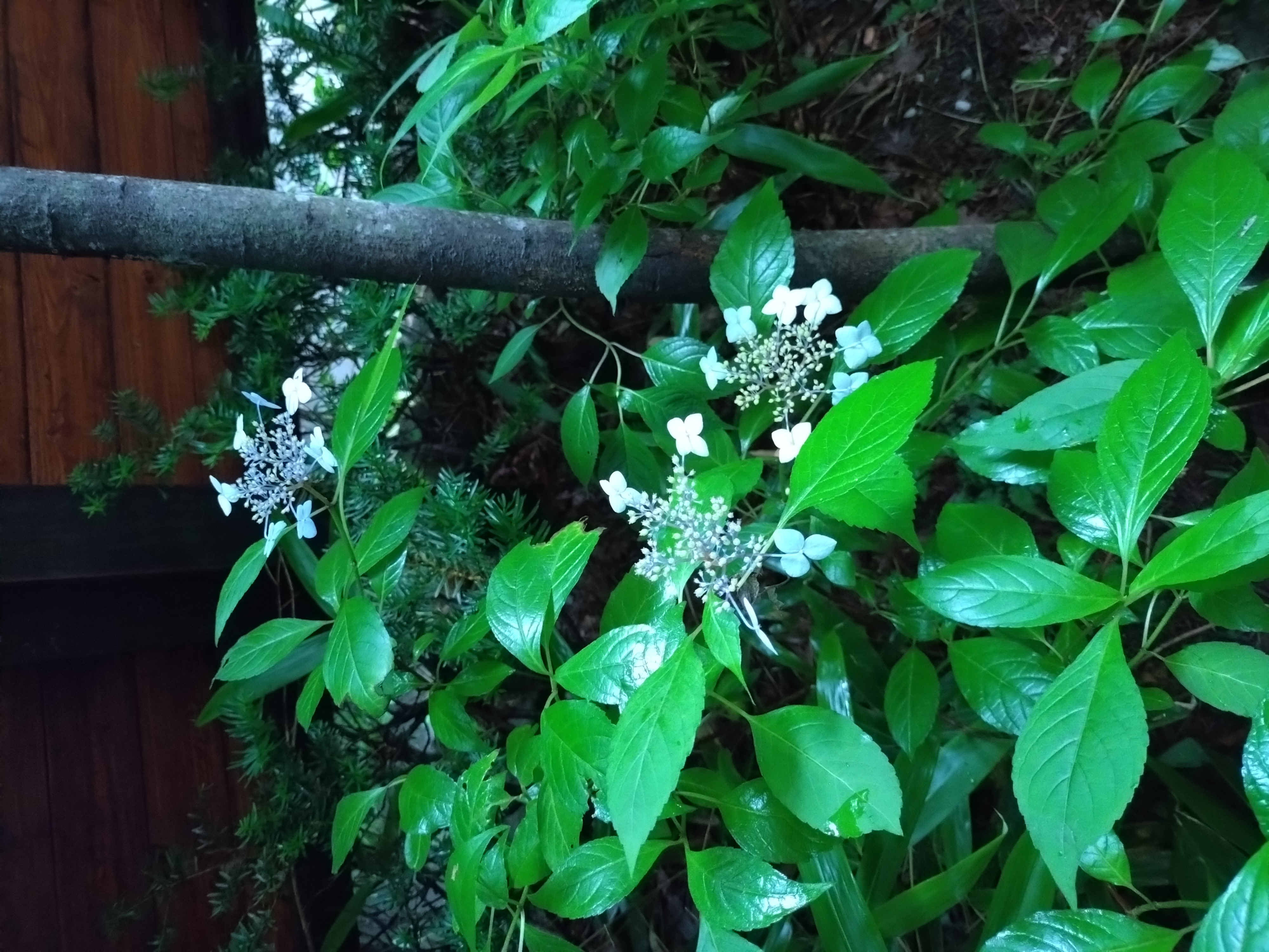 7月　あじさい（浴室・窓外）