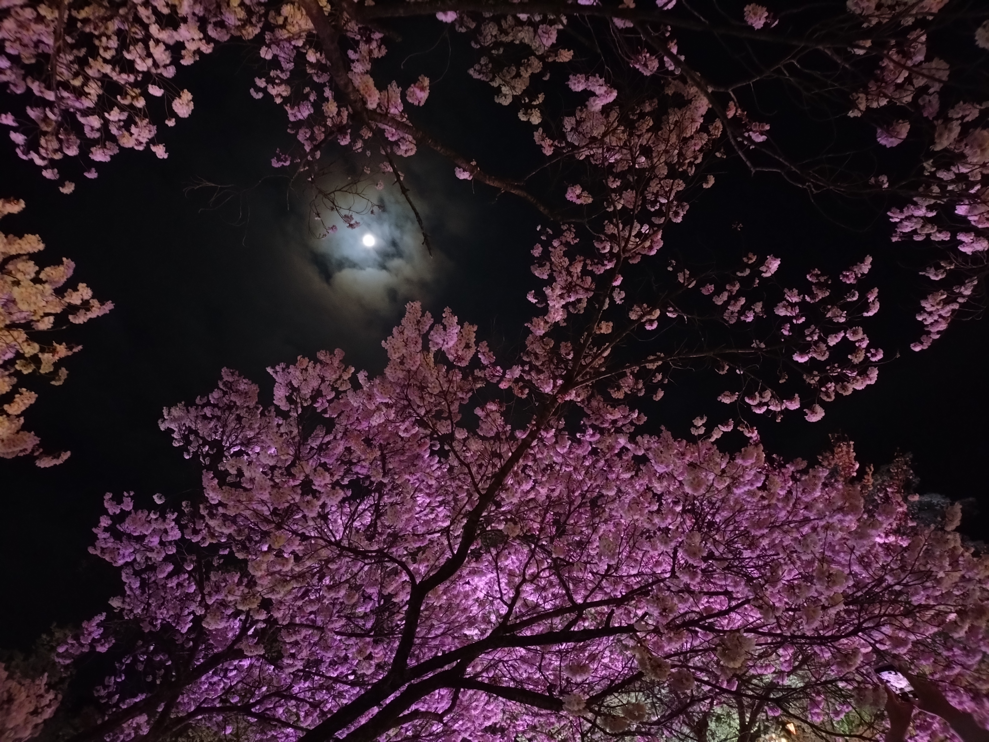 近隣　高遠城址公園