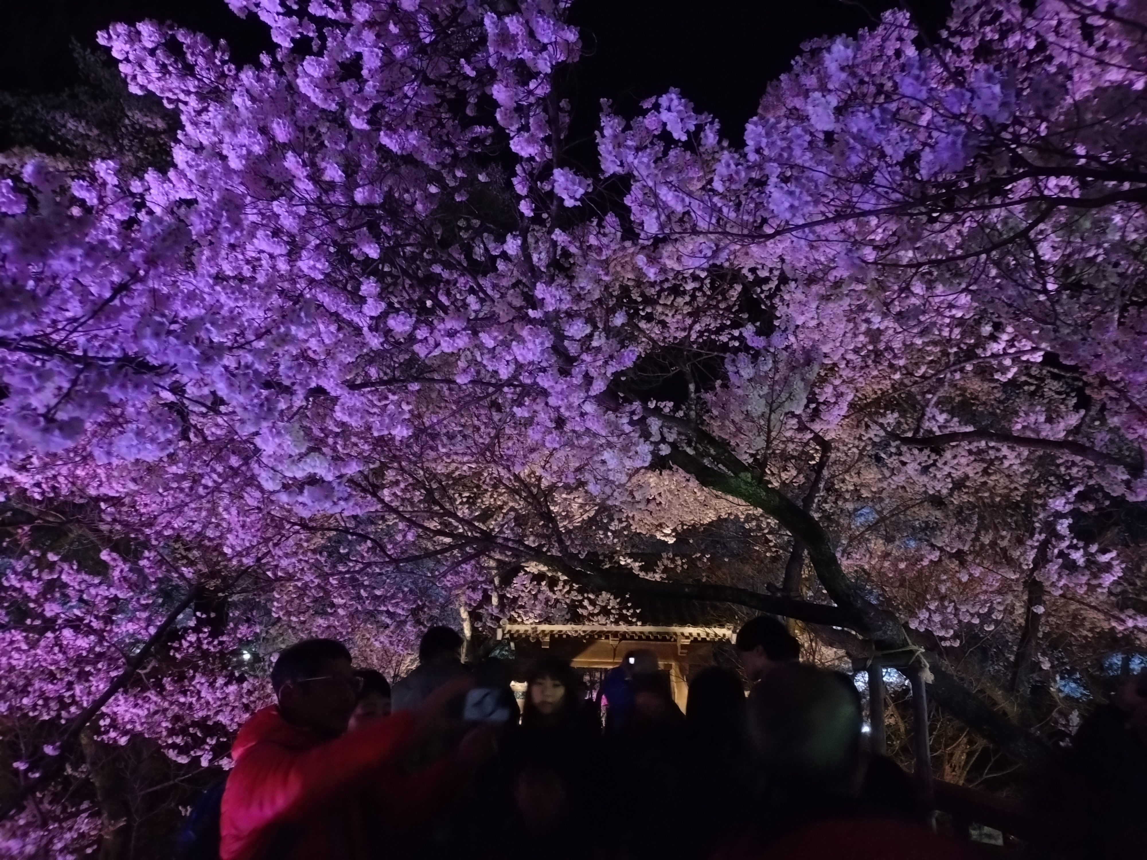 近隣　高遠城址公園