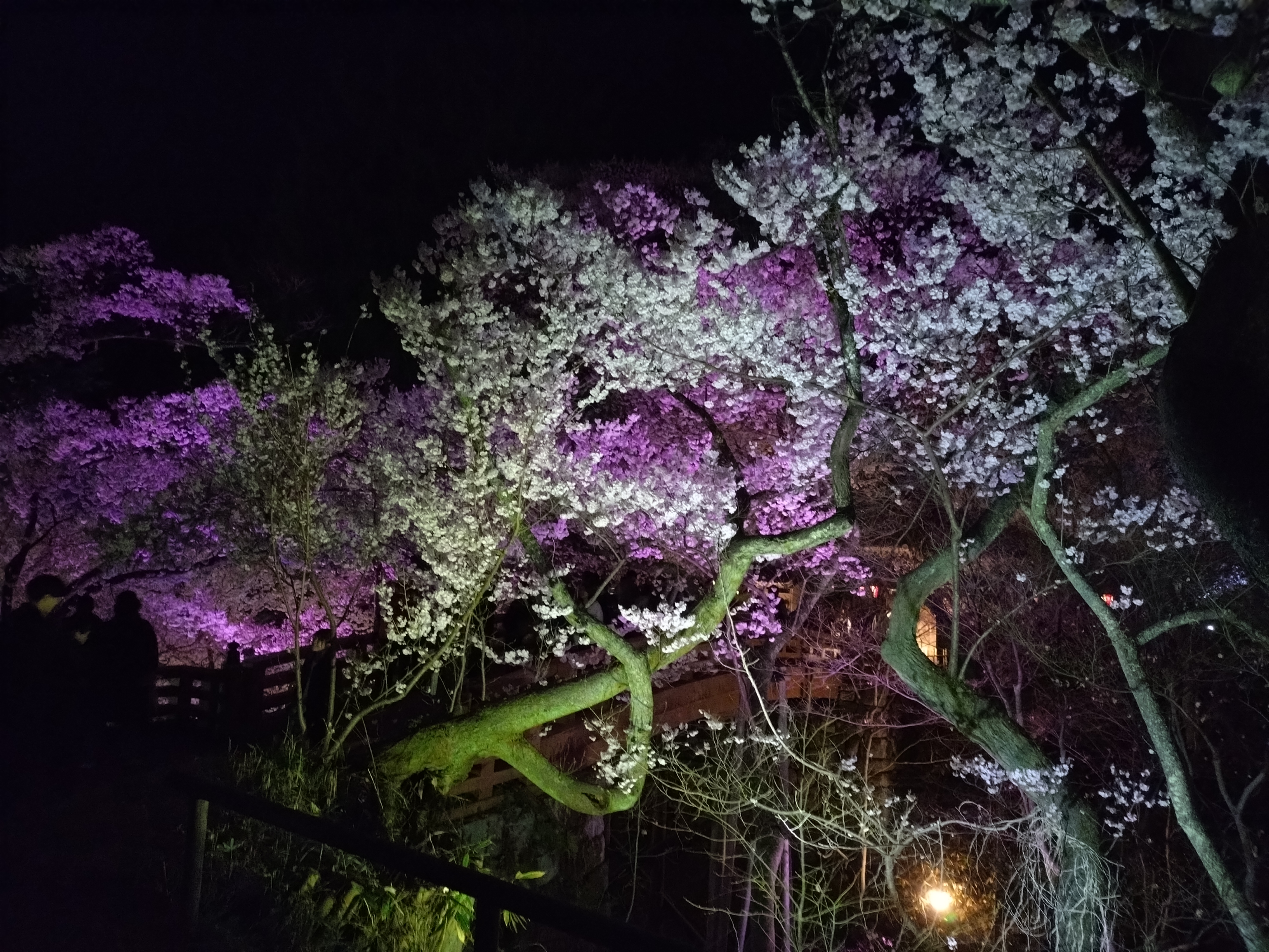 近隣　高遠城址公園