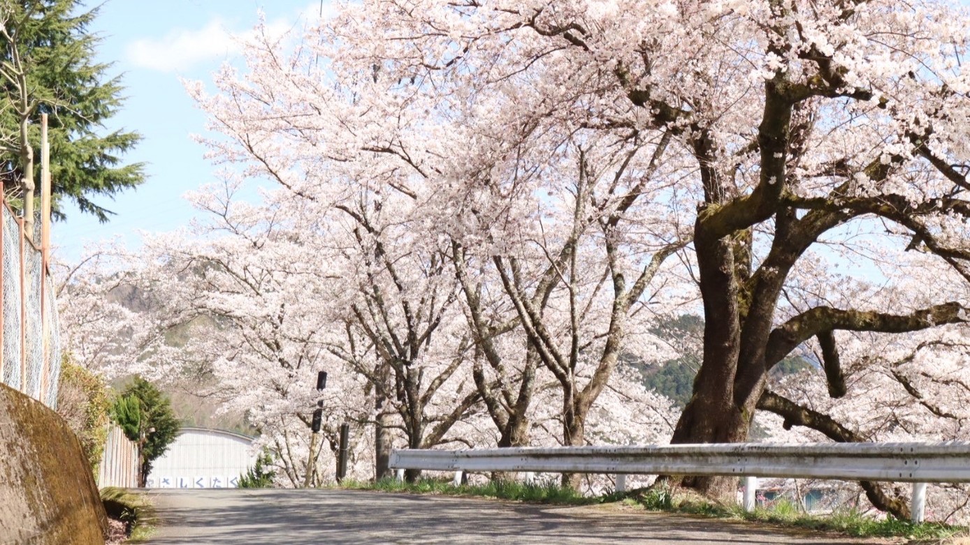 日貫の桜並木