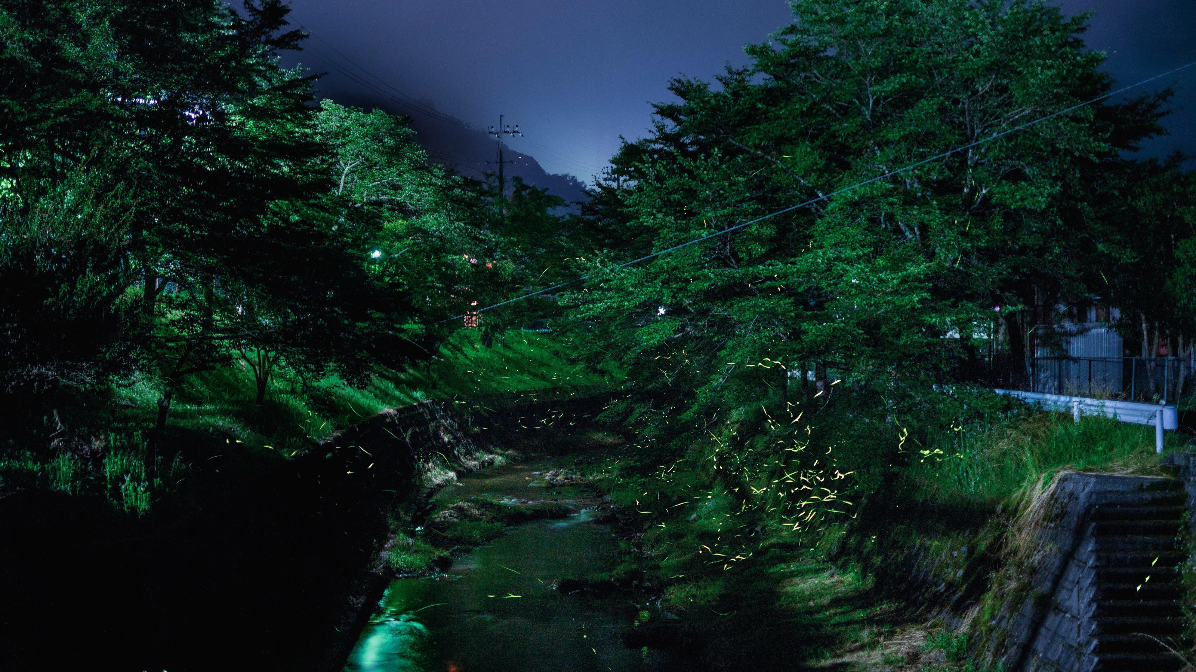 夜を彩るほたる