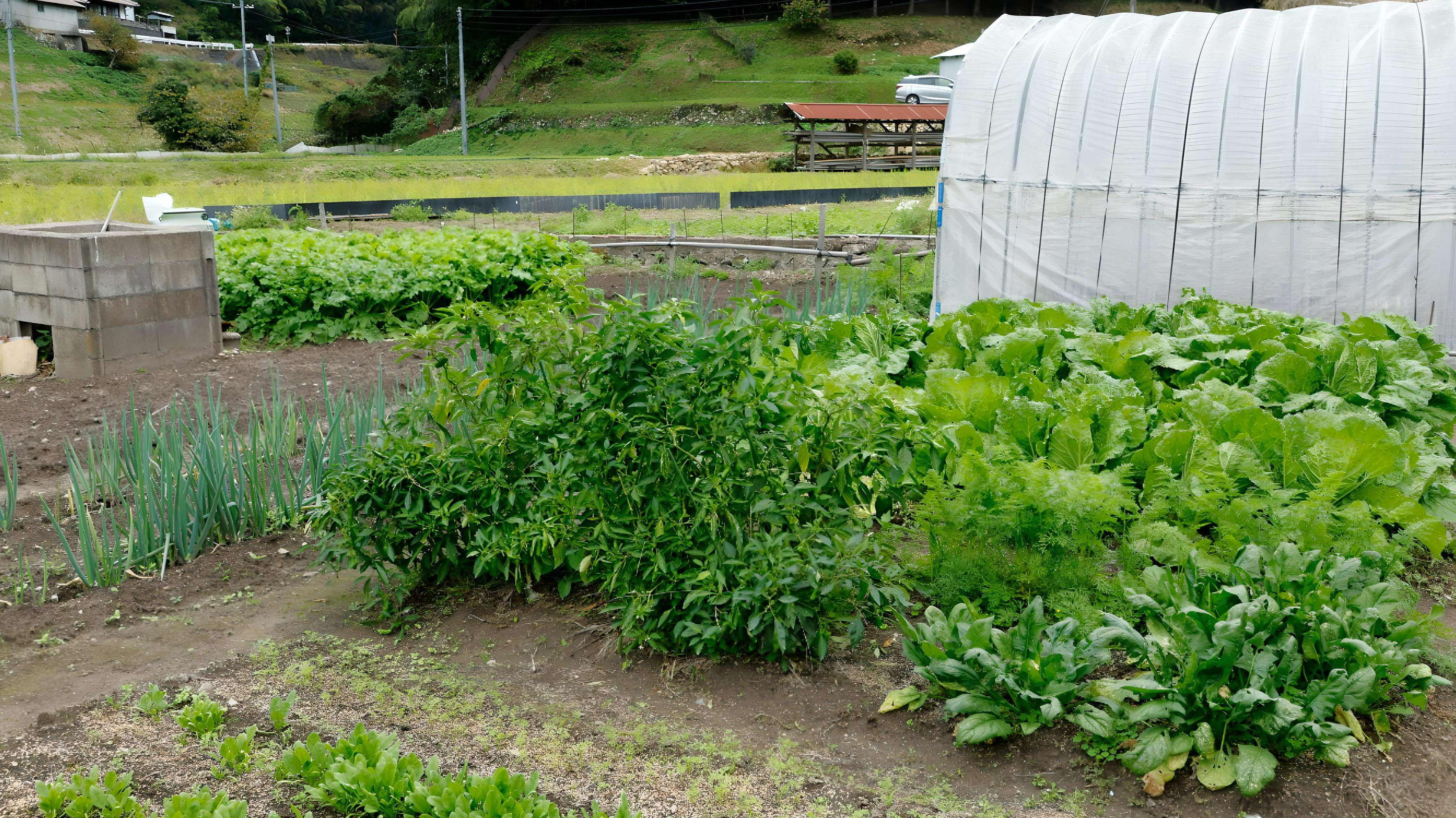 邑南町の豊かな土壌がつくりだす新鮮な野菜