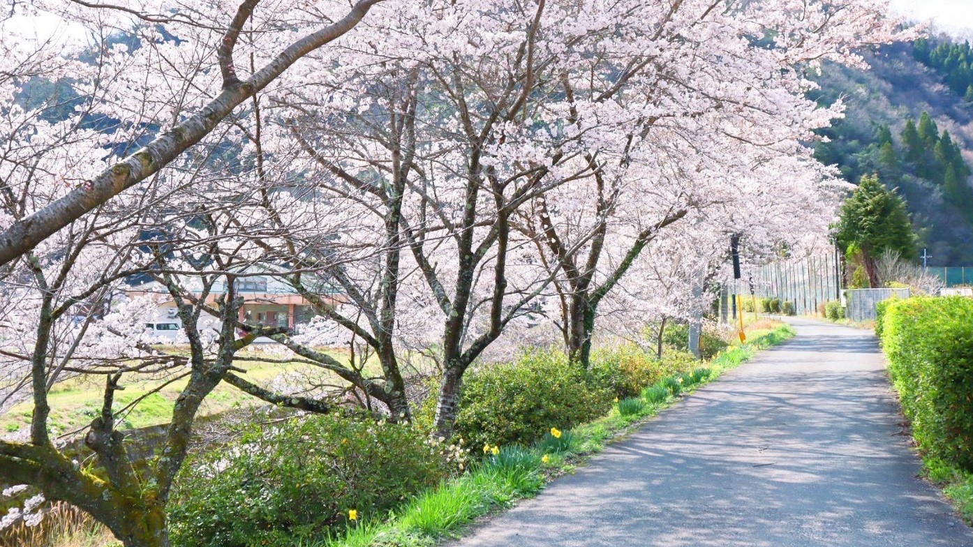 日貫の桜並木