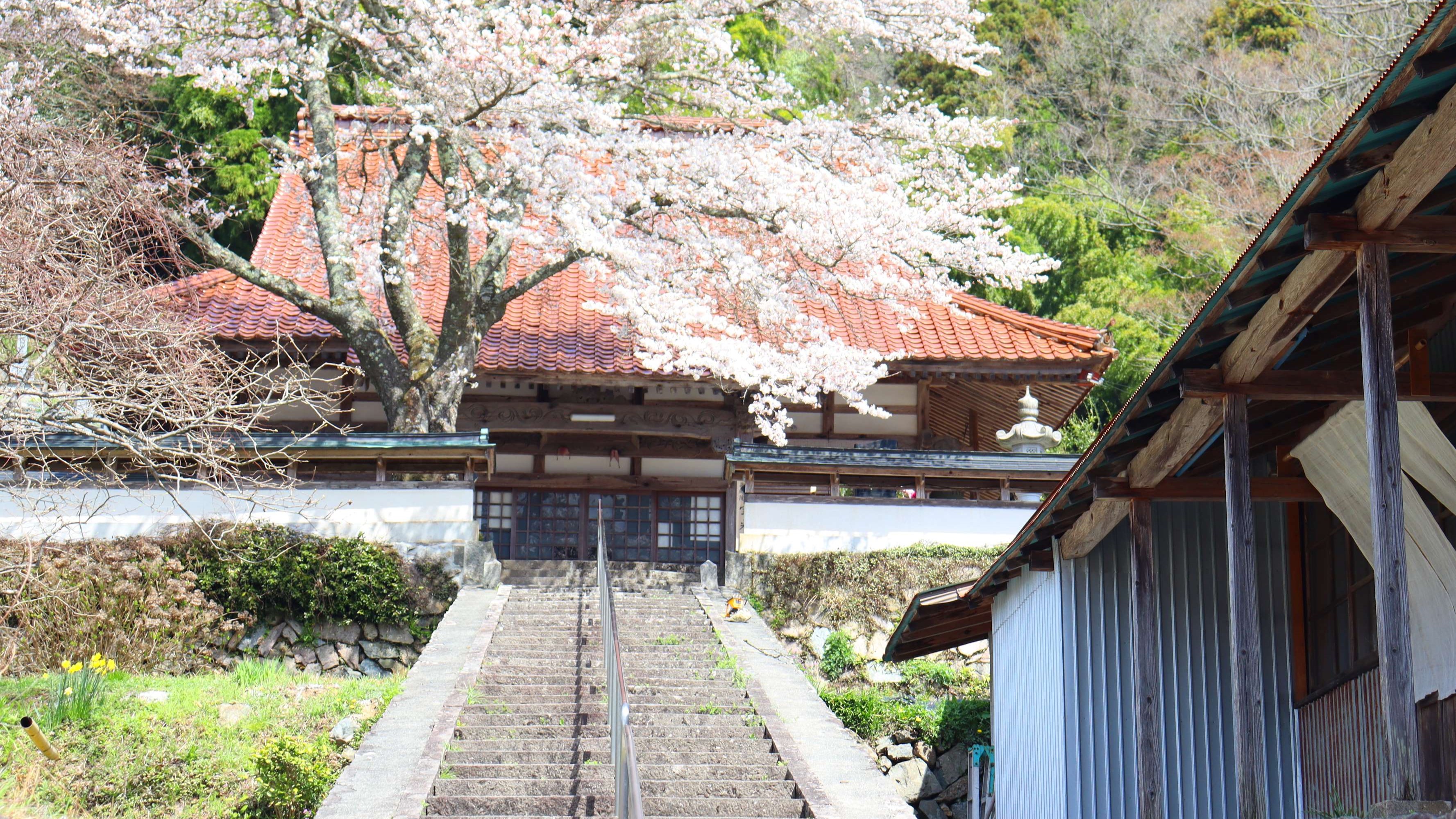 日貫の桜並木