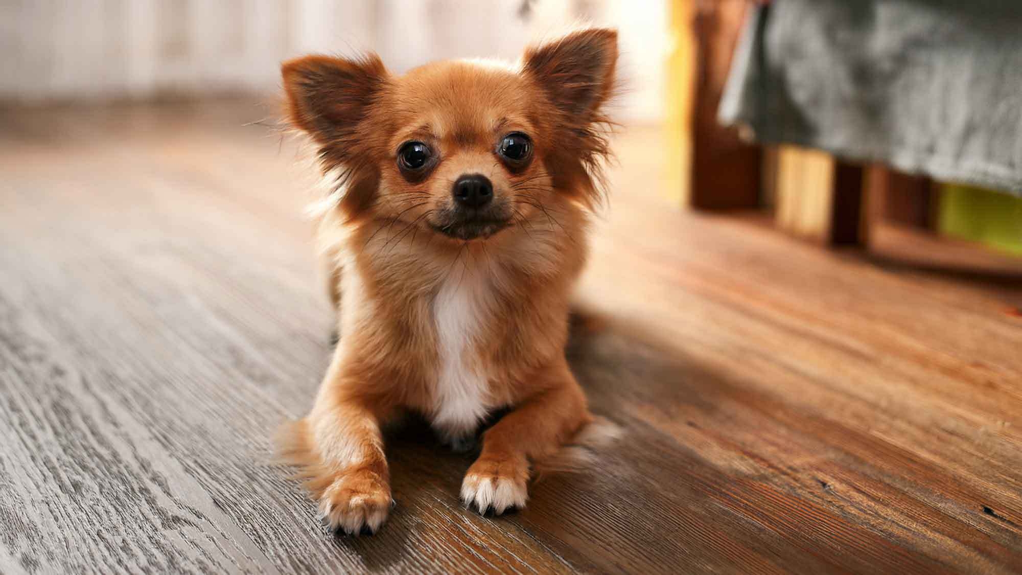 【ペットと宿泊】小型犬OK｜貸出備品あり｜無料駐車場付♪愛犬と過ごす素泊まりプラン