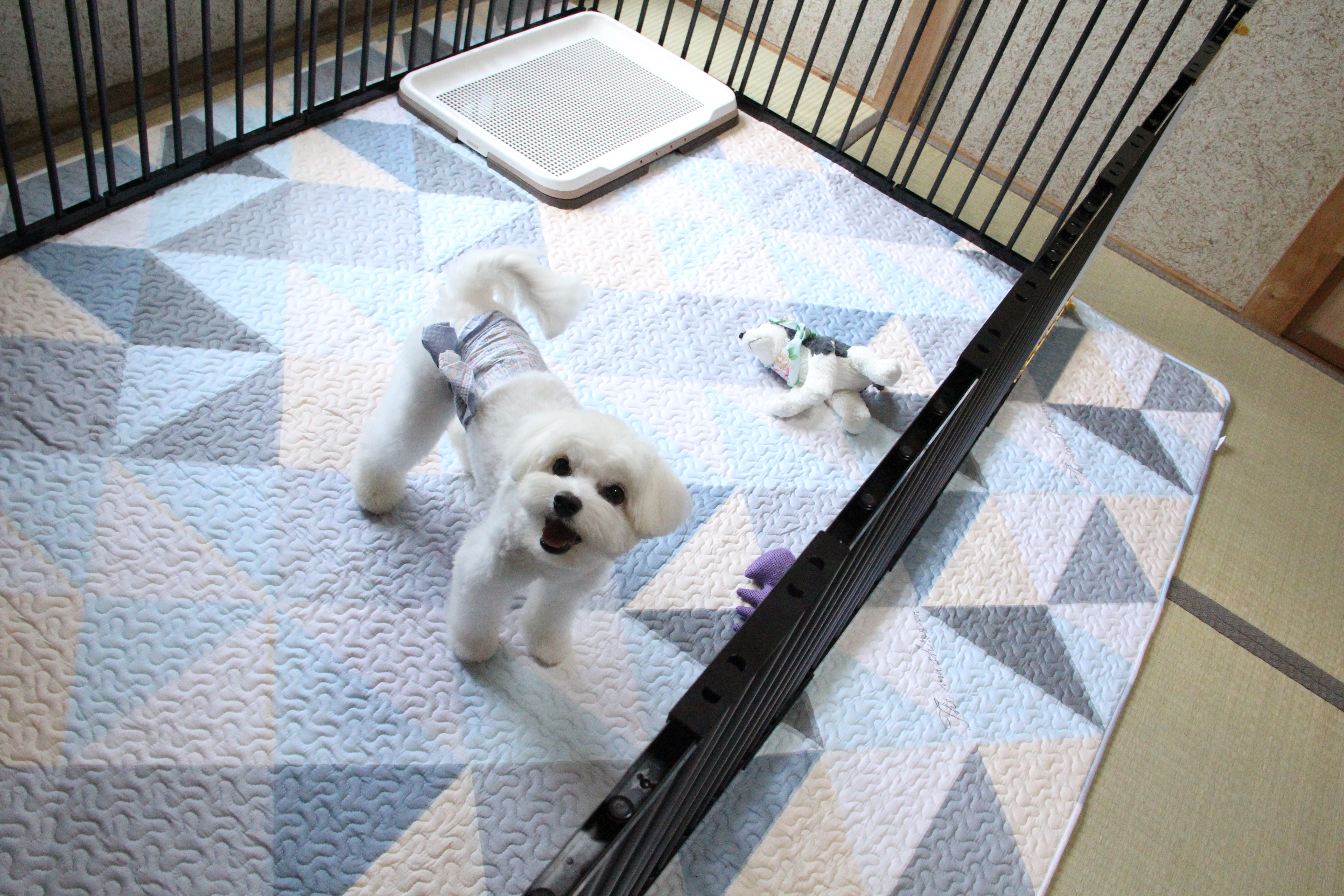 わんちゃん部屋