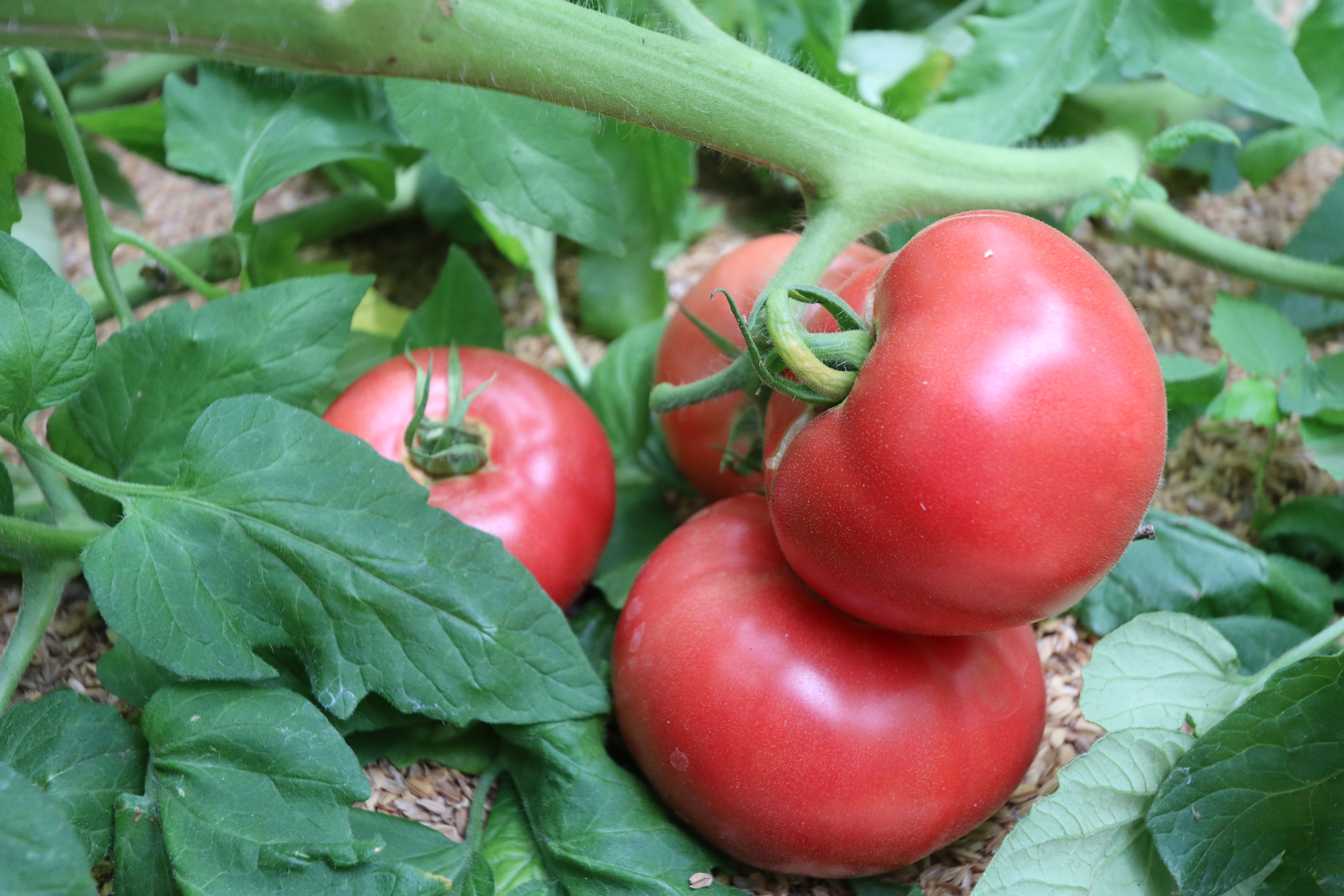 遊子川桃太郎トマト