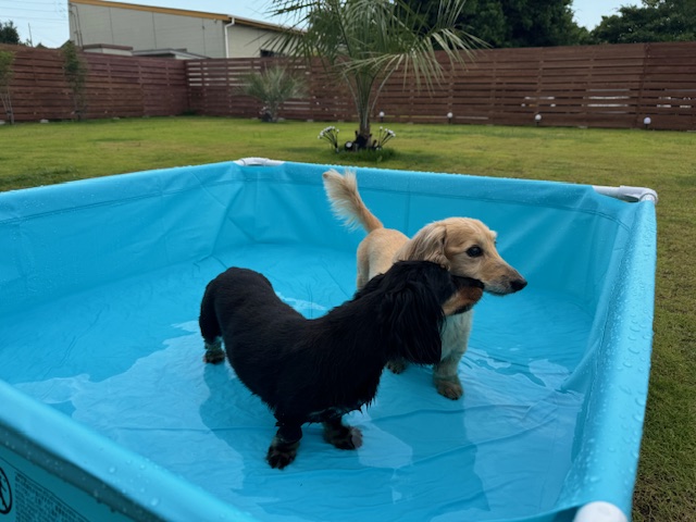 プールで遊ぶ愛犬