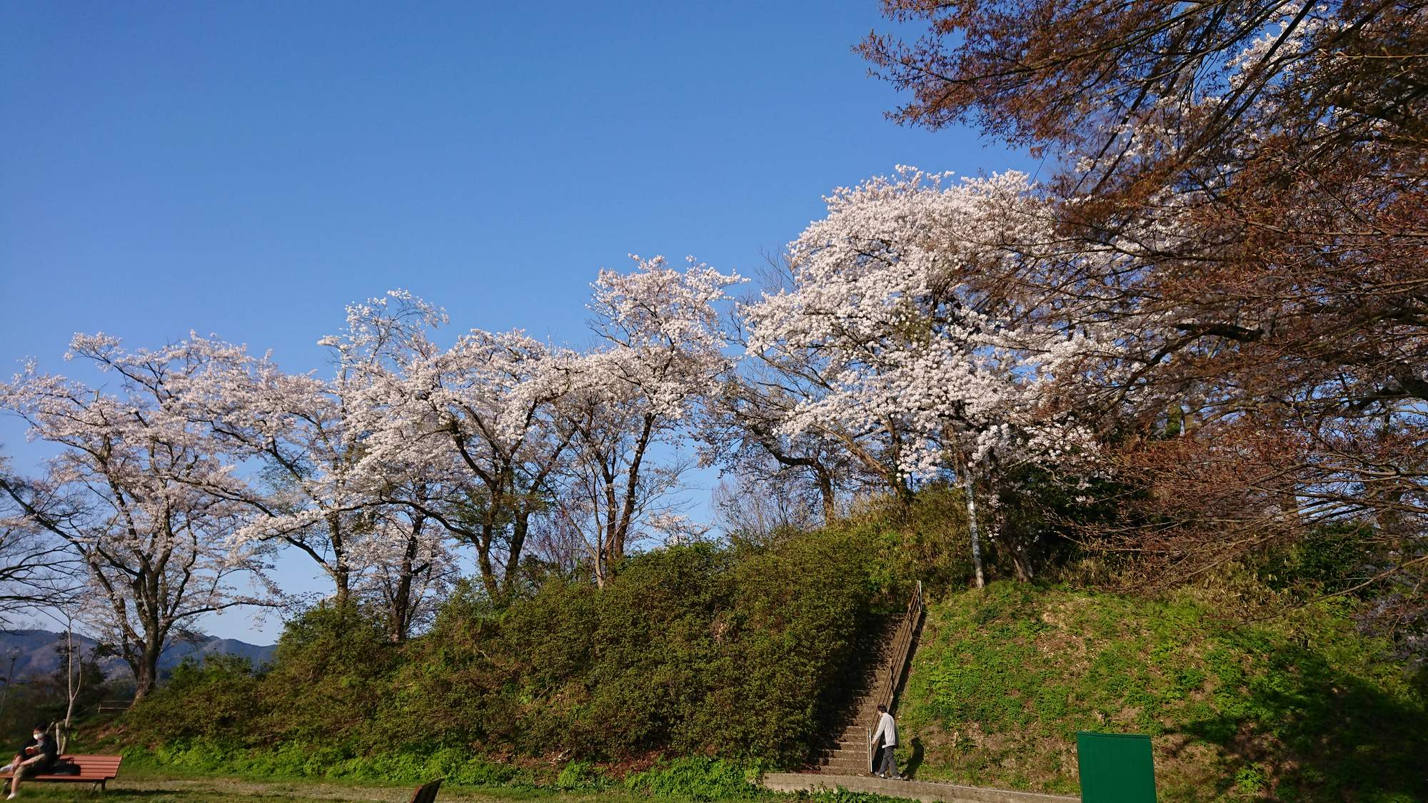 ・【周辺】当施設から神武山公園までは徒歩約5分。桜と青空のコントラストが見事です