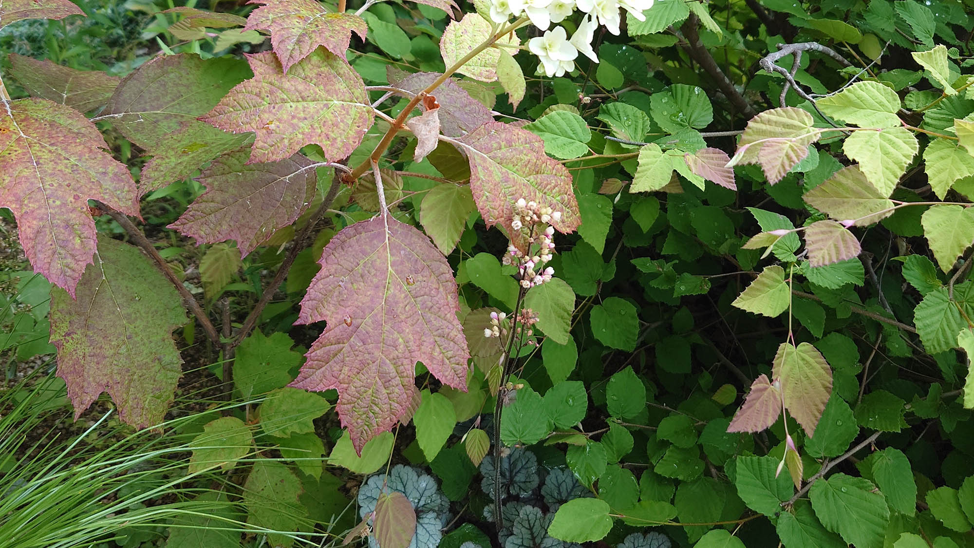 ・【庭】様々な植物を庭でご覧いただけます。柏葉や紫陽花なども、よく観察すると新たな発見があるかも◎