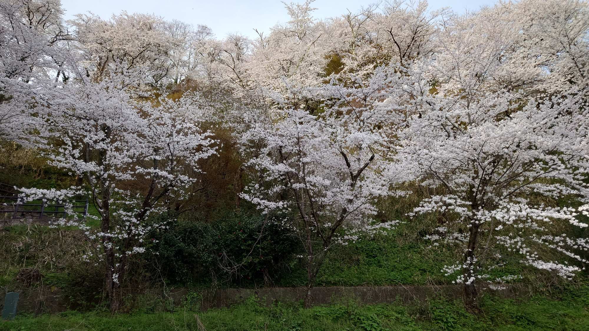 ・【周辺】当施設から神武山公園までは徒歩約5分。満開の桜で春の息吹を感じられます